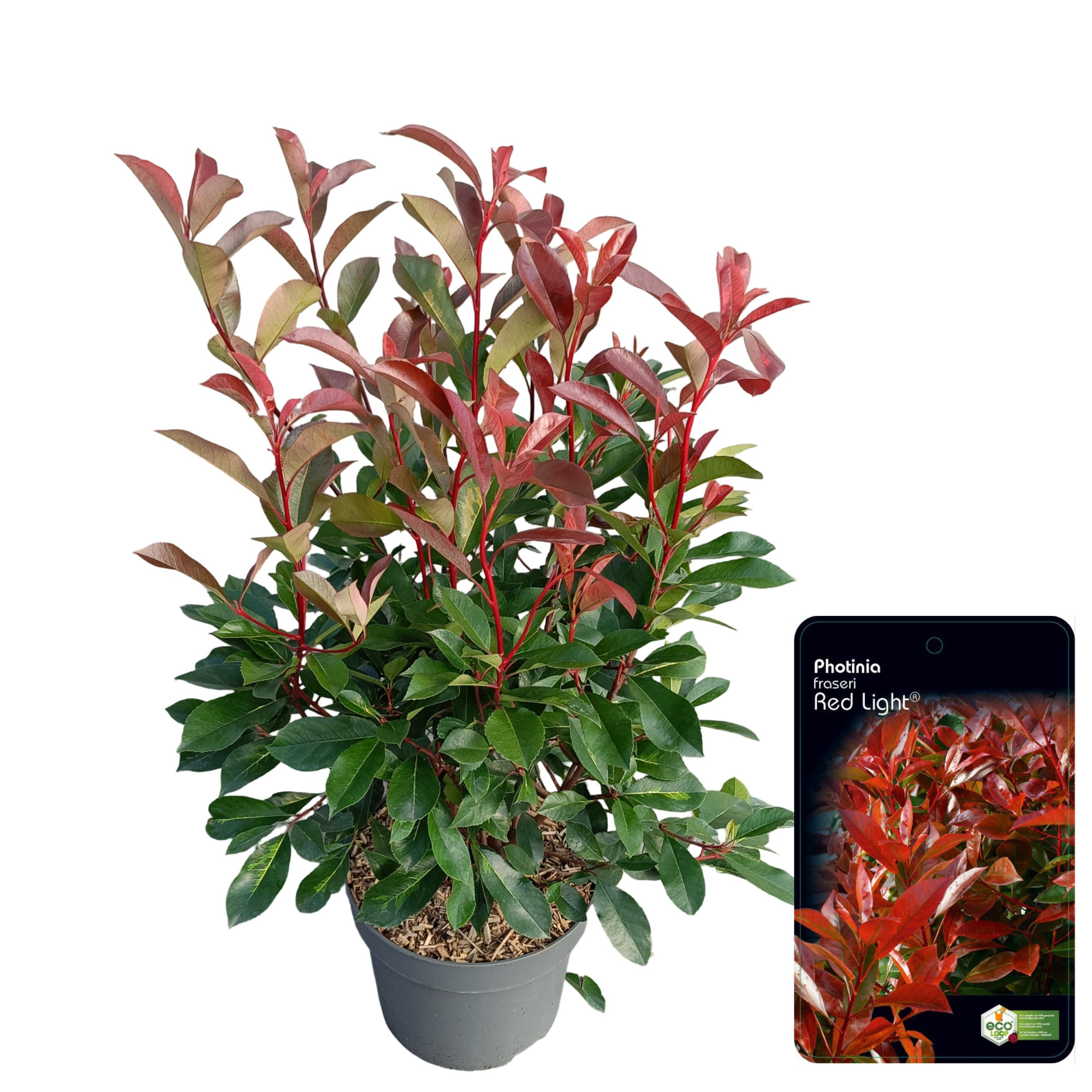 Photinia fraseri 'Red Light' C10, D 28 cm
