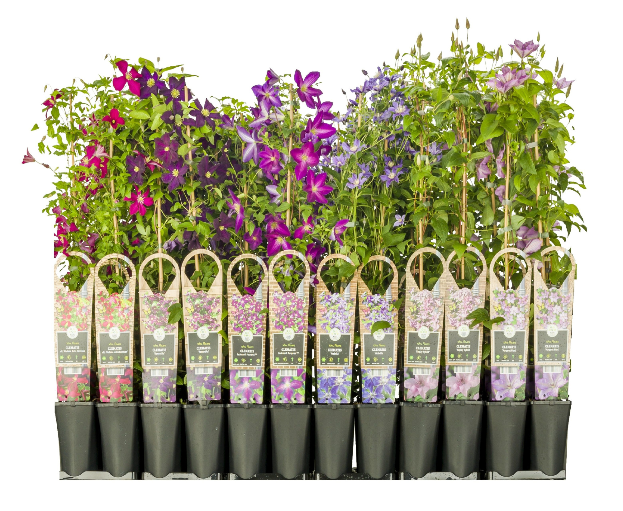 Mixshelf Clematis S-90 with buds/flowes +3.0 label, D 17
