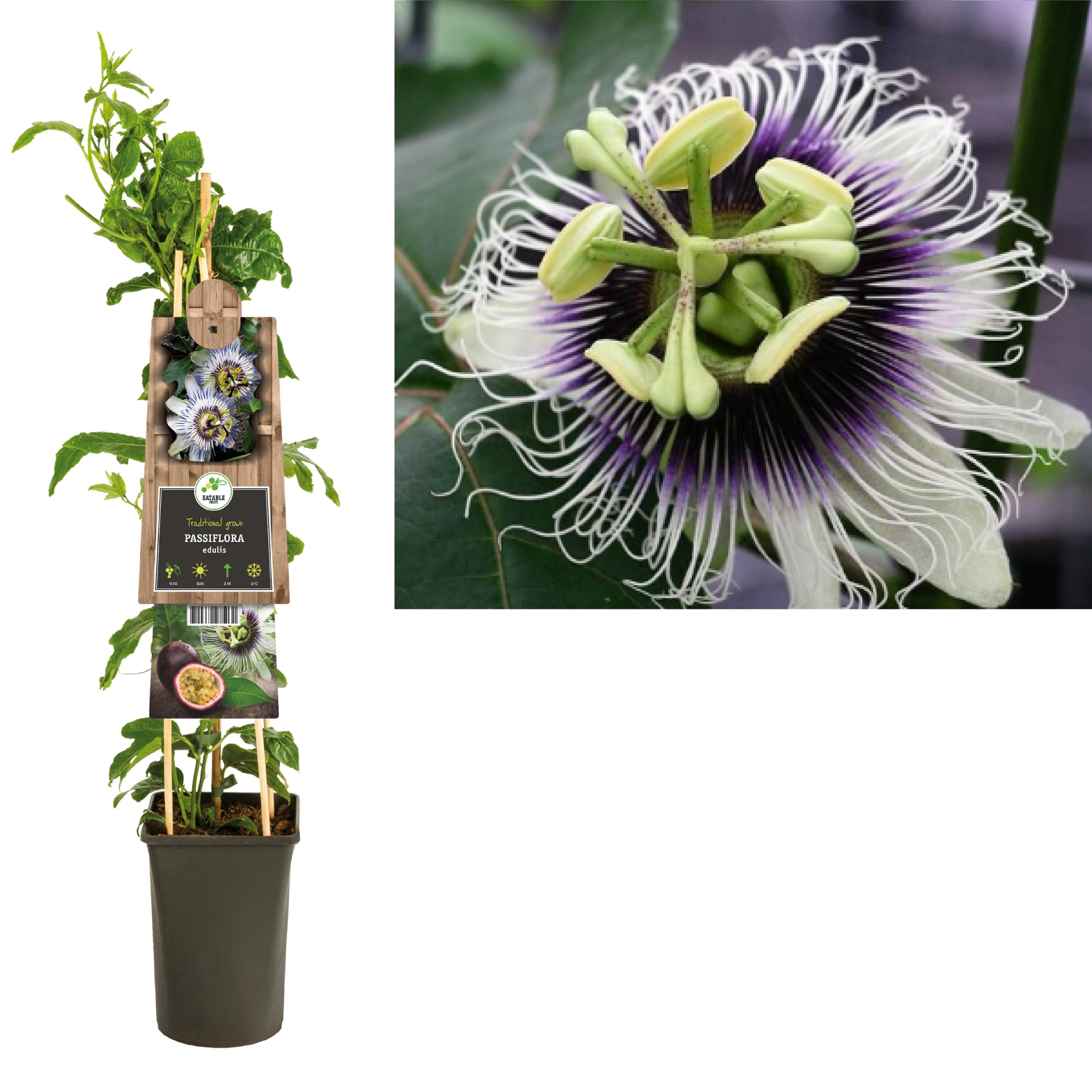 Passiflora 'Edulis' +3.0 label, D 17 cm