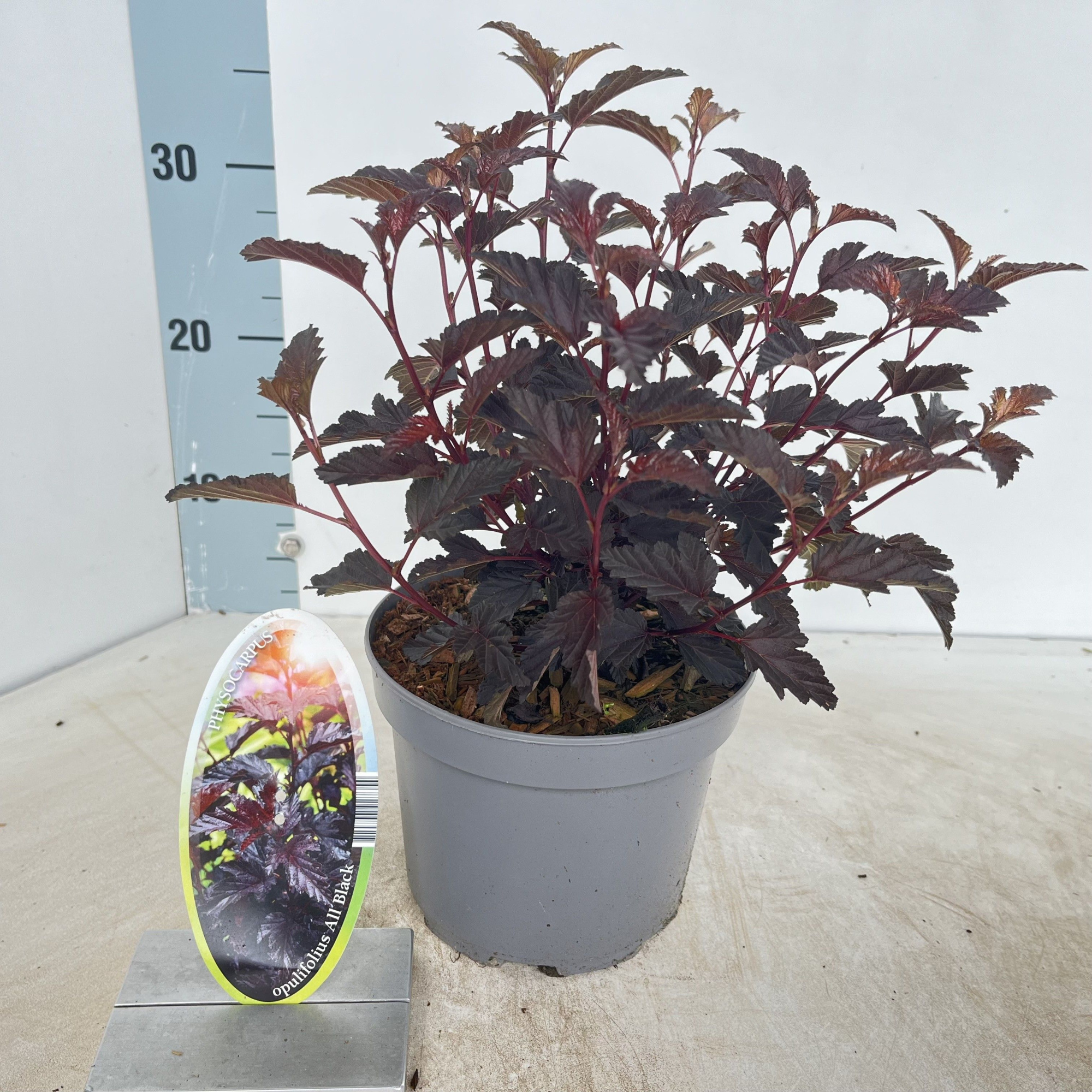 Physocarpus opulifolius All Black ('Minall2'PBR), D 17 cm