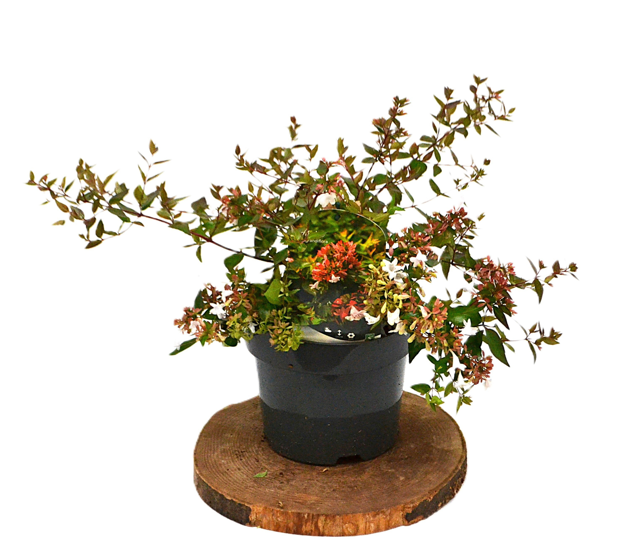 Abelia Grandiflora C3, D 19