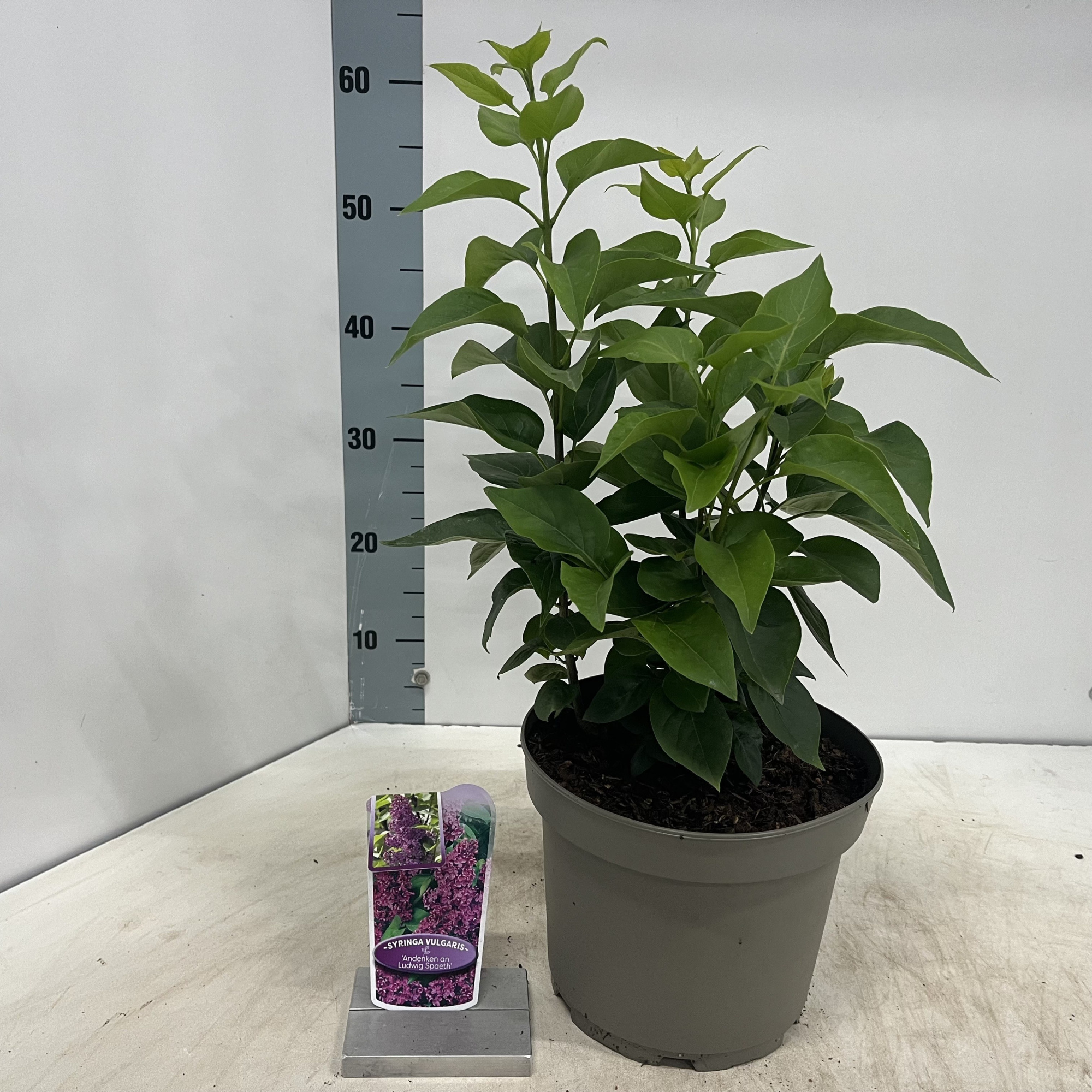 Syringa vulg. 'And. An Ludwig Spath', D 23 cm