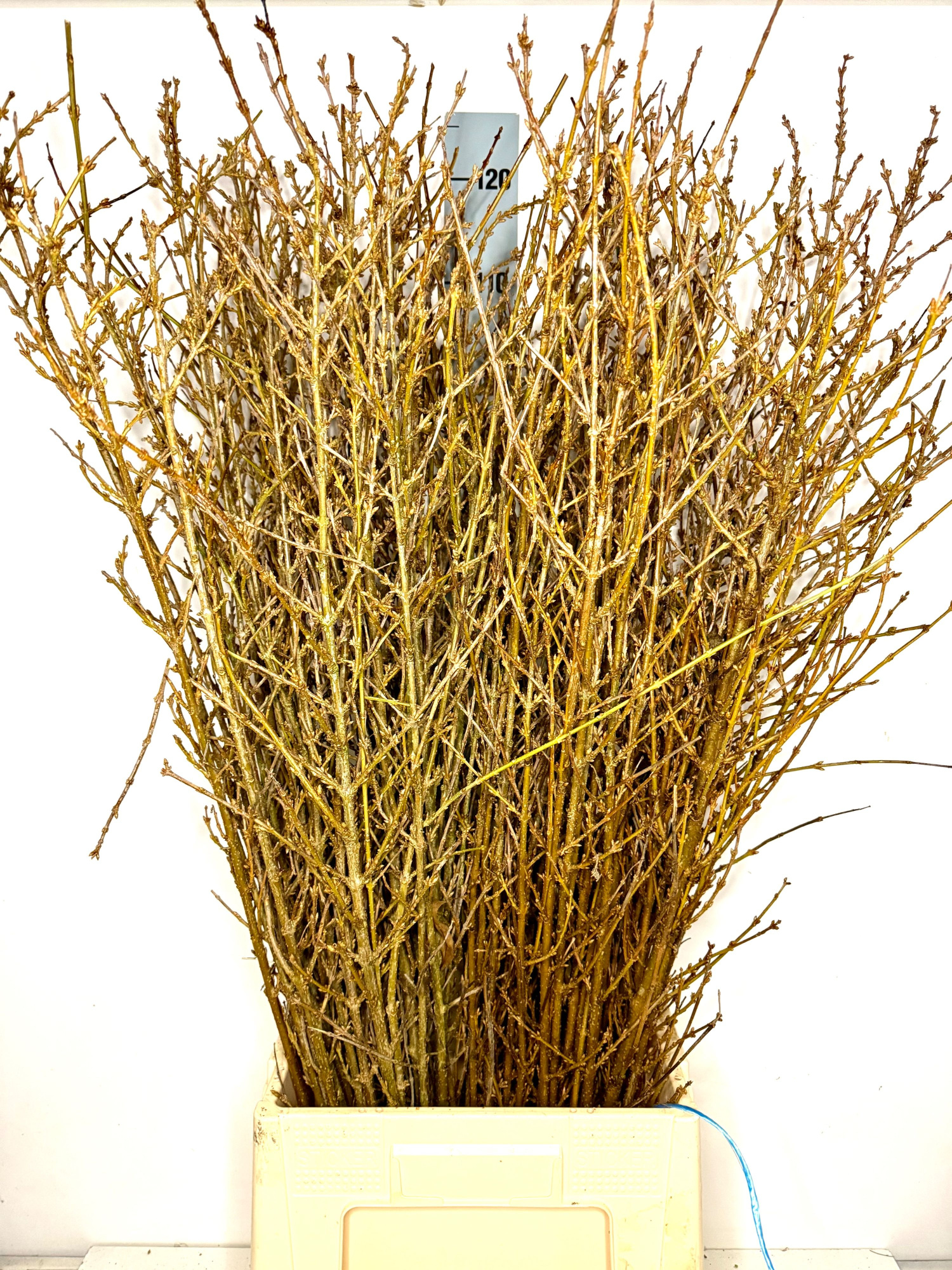 Форзиция Спектабилис за пучок 110, пуч.