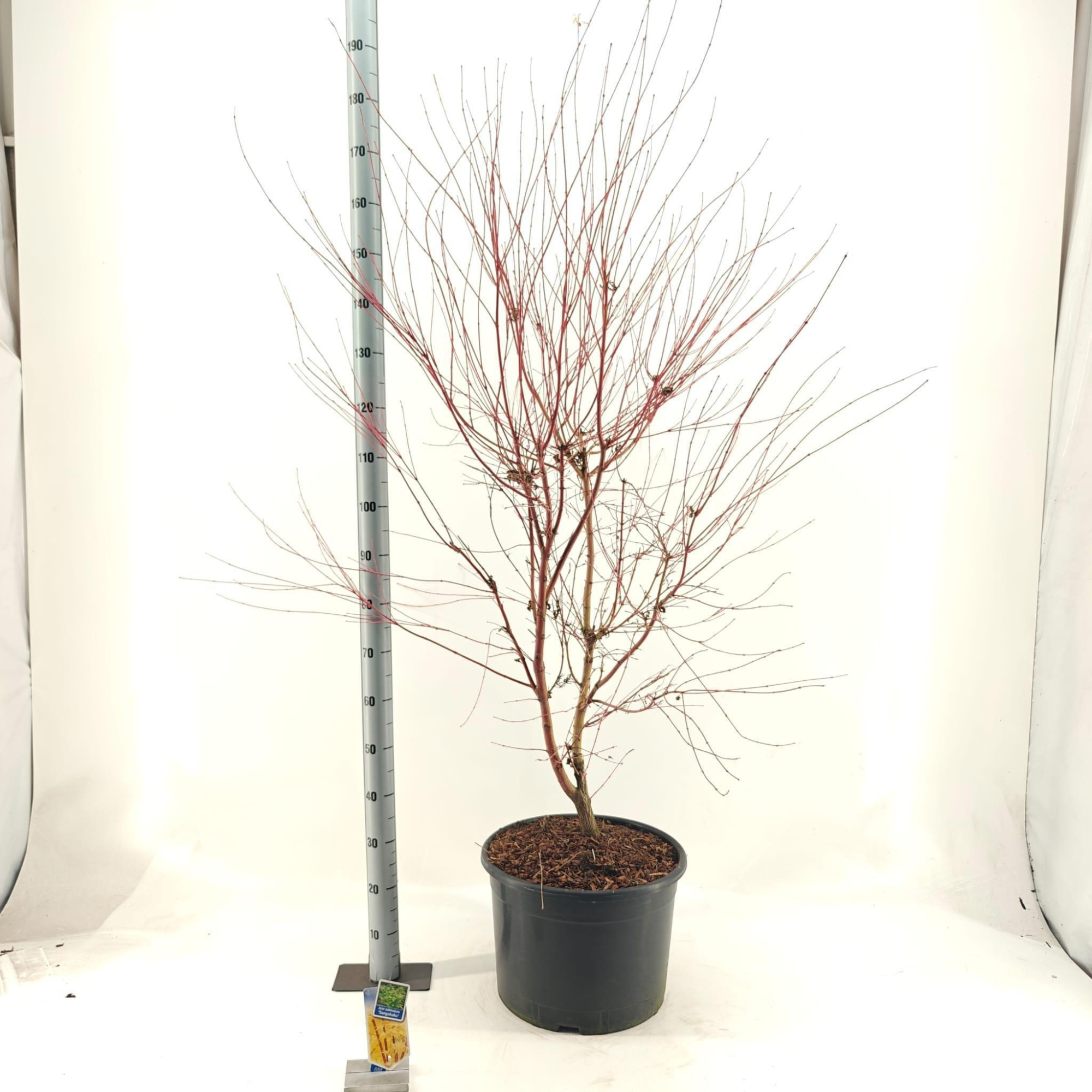 Acer pal. 'Sangokaku', D 40