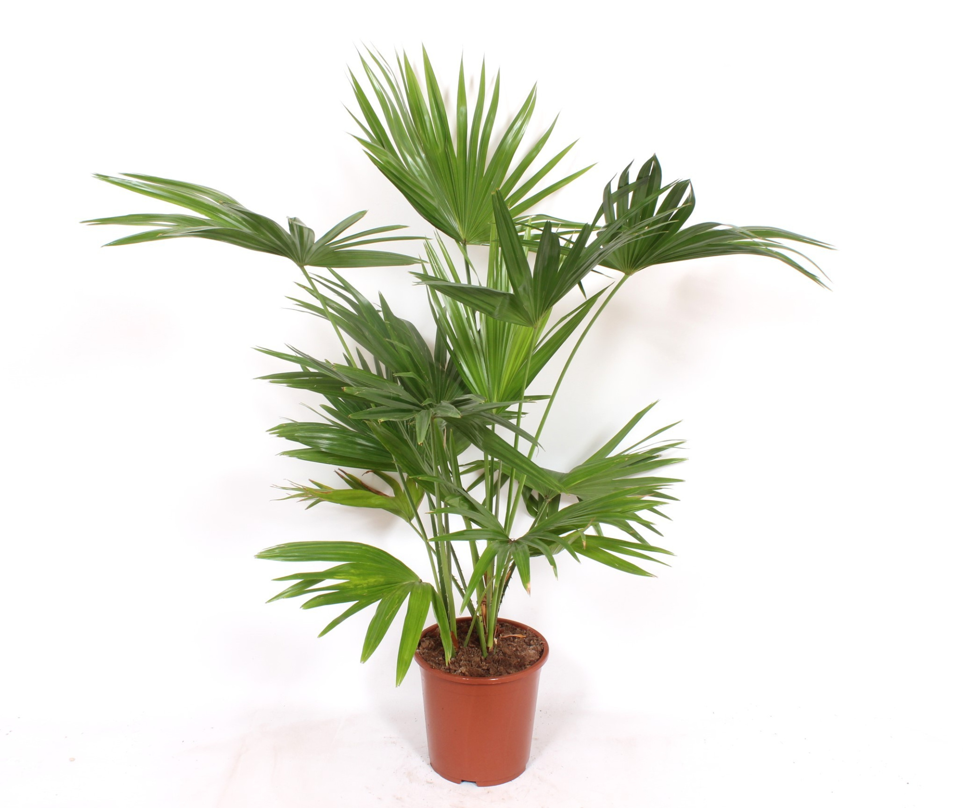 Livistona chinensis, D 27 cm