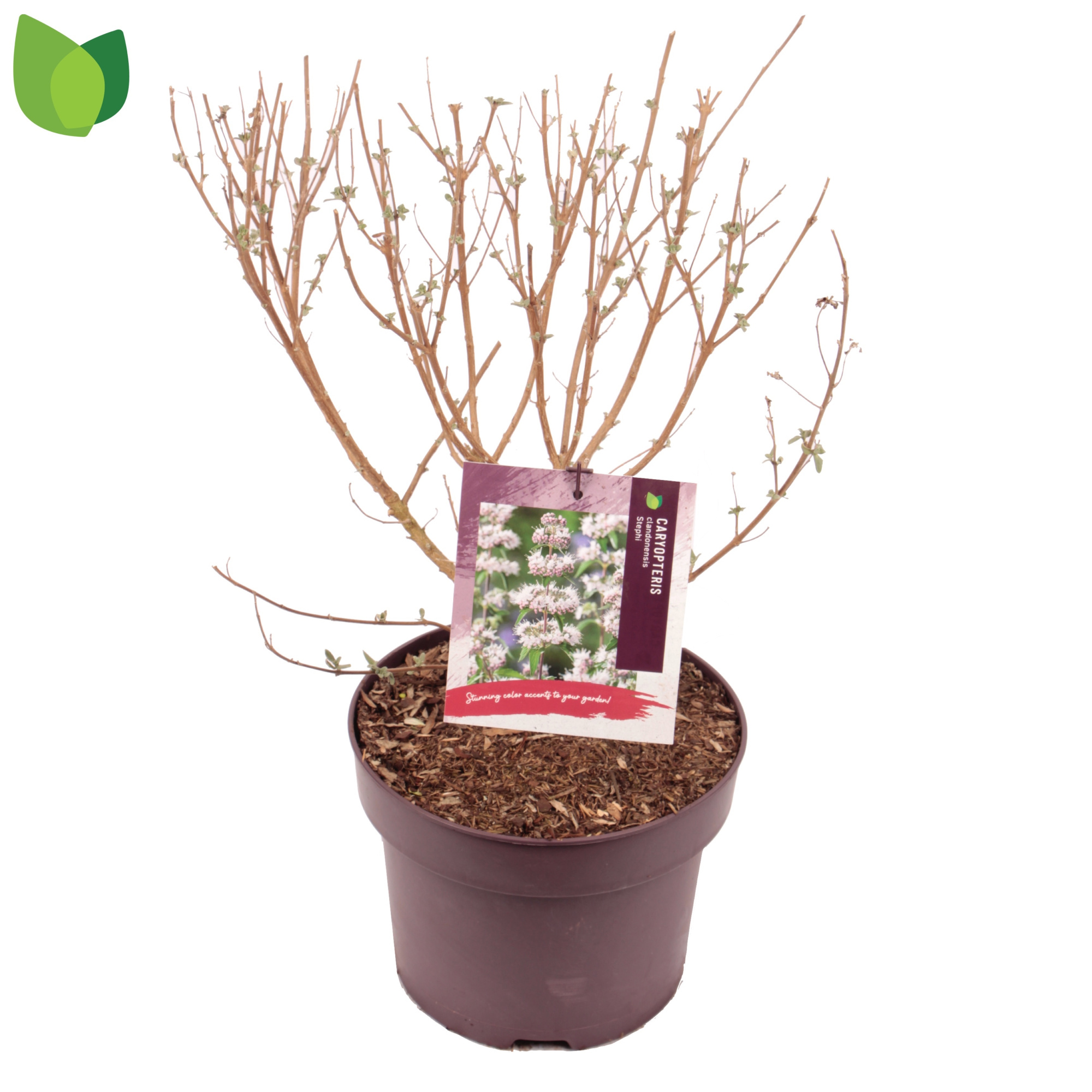 Caryopteris clandonensis 'Stephi' C5/P23, D 23