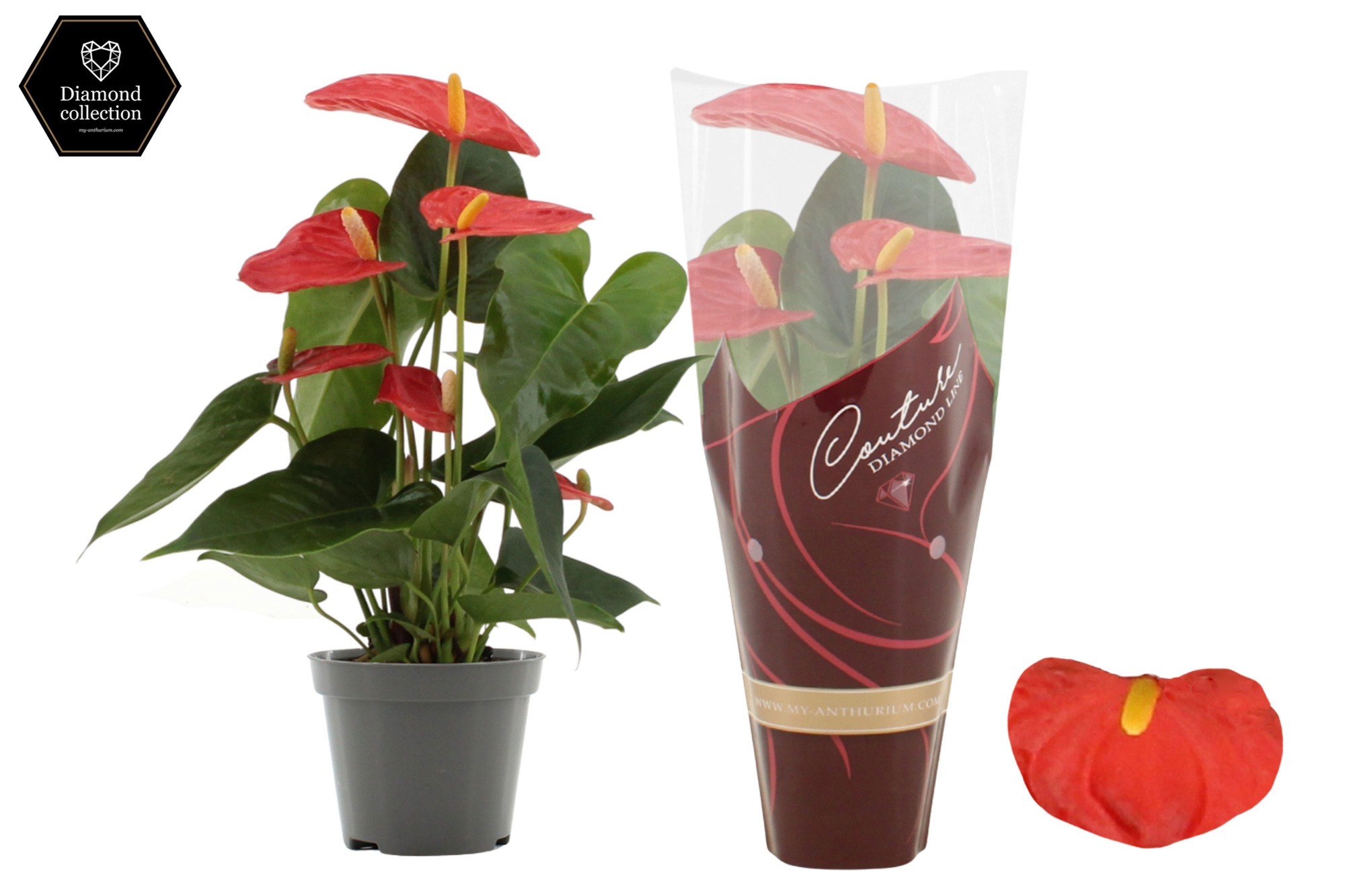 Anthurium 9 cm Solara in Couture Diamond Line Purple sleeve, D 9