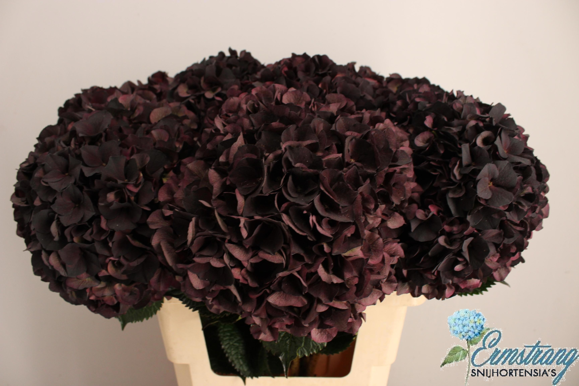 Гортензия Мэджикал Дарк Руби Классик 60, шт.