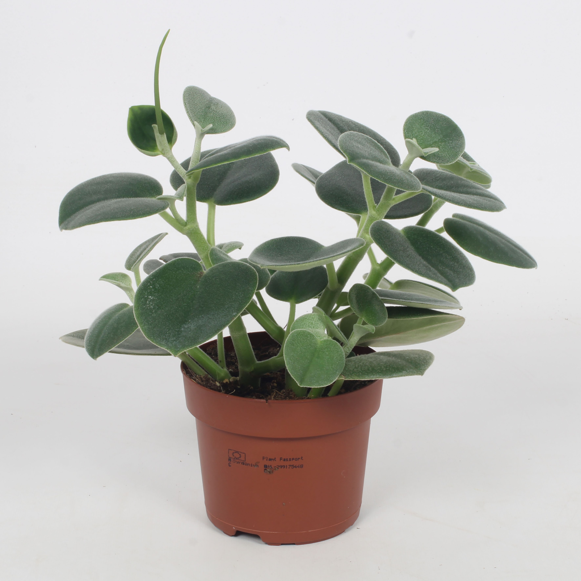 Peperomia Incana, D 12 cm
