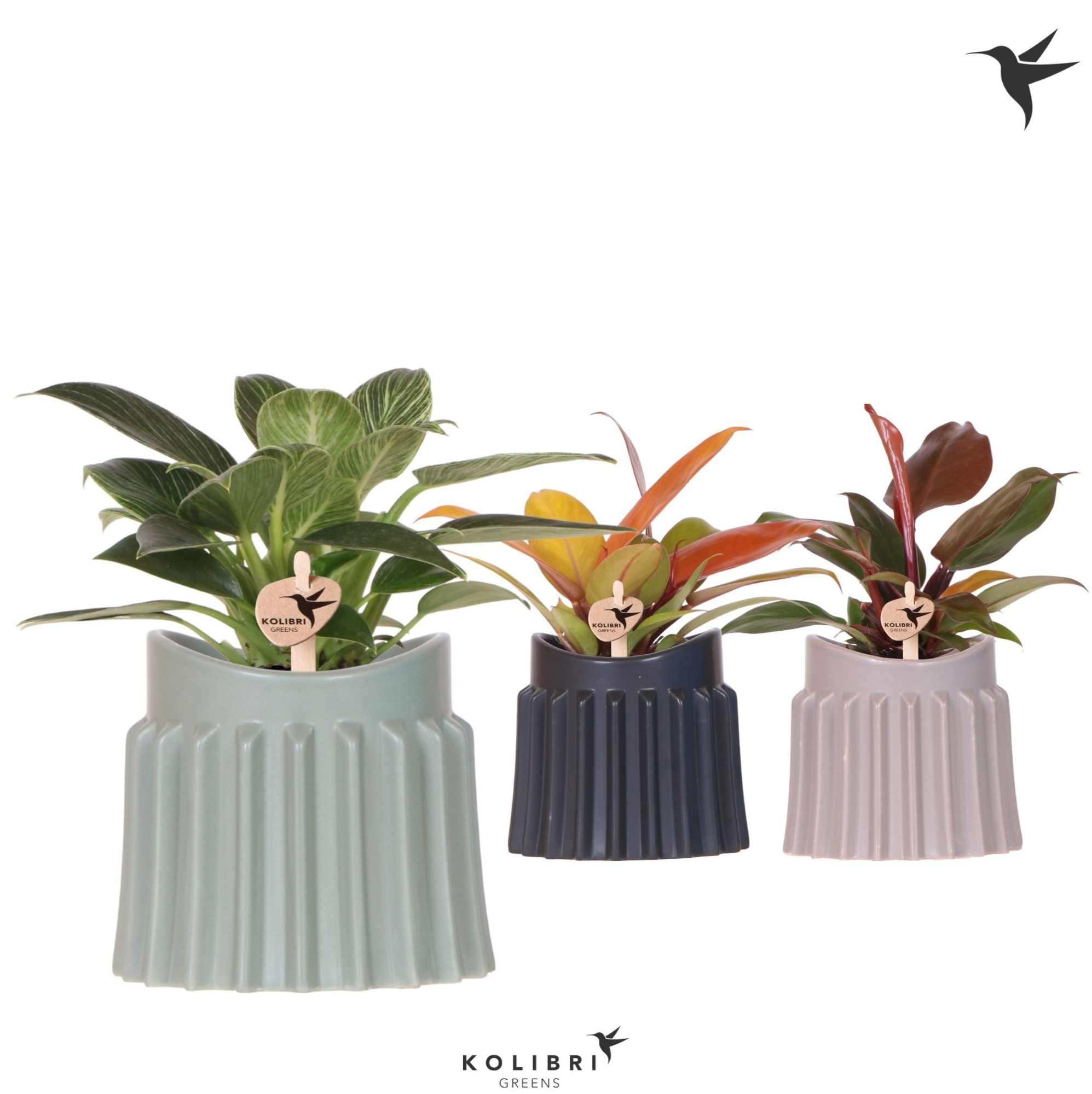 Kolibri Greens Philodendron mix in Raw pot mix, D 9 cm