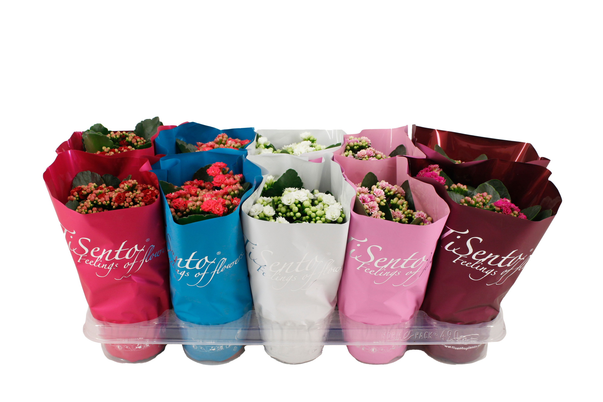 Calandiva 12 cm - Januari Mix, D 12