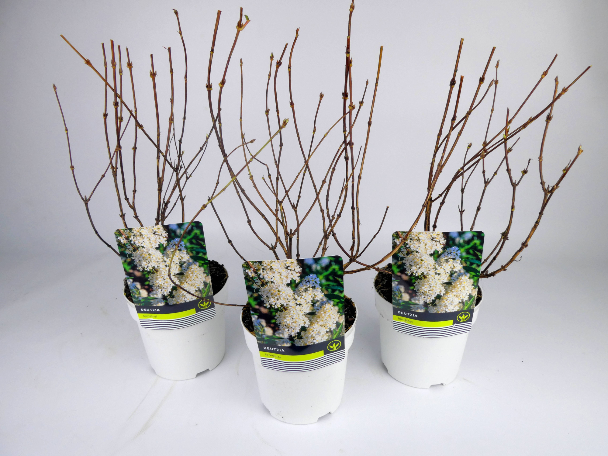 Deutzia Mixlaag Kleurpot, D 14