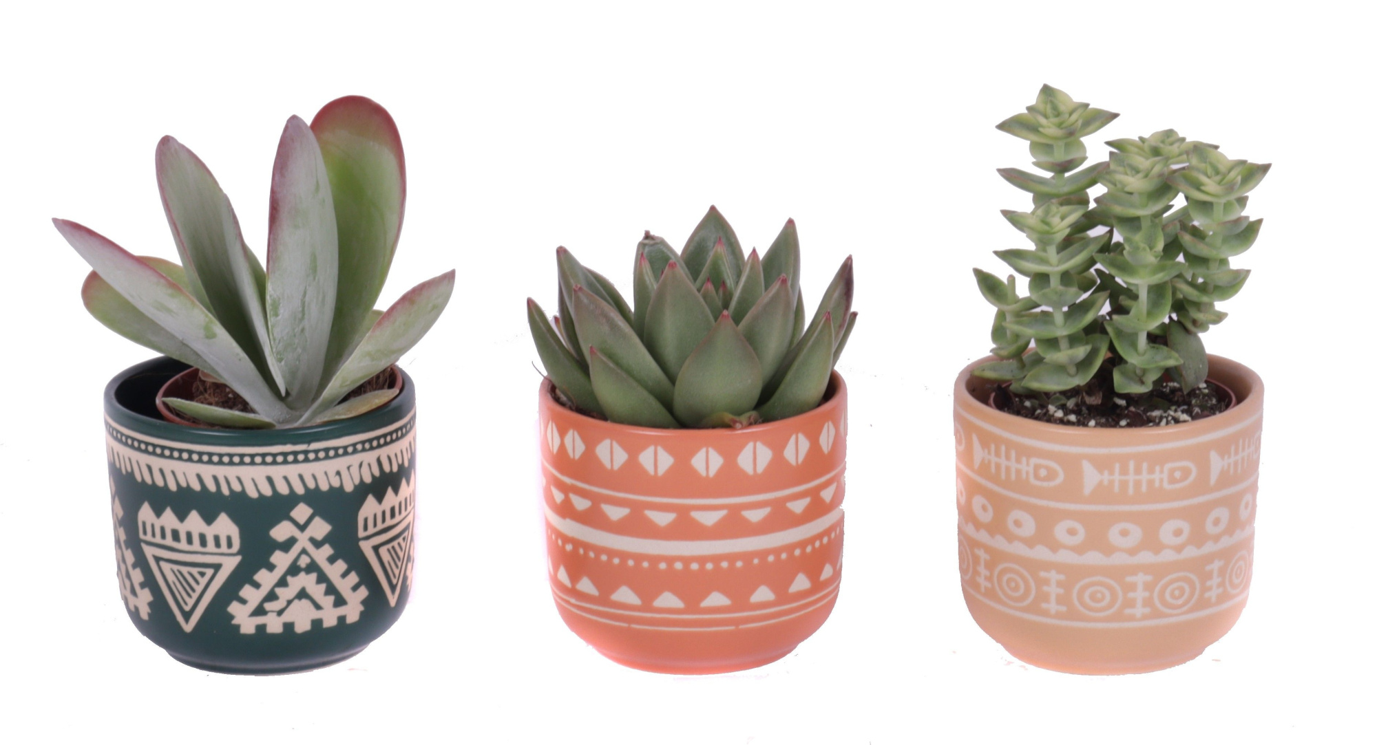 Succulenten mix 5,5 cm in vanuatu pot, D 7