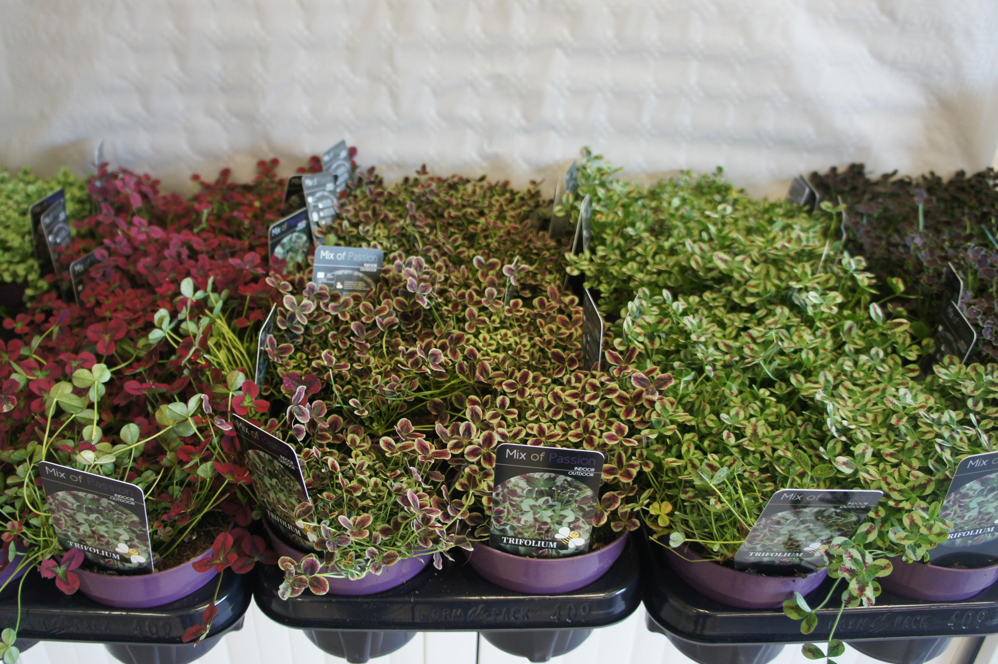 Trifolium in soorten mix op kar/laag, D 12