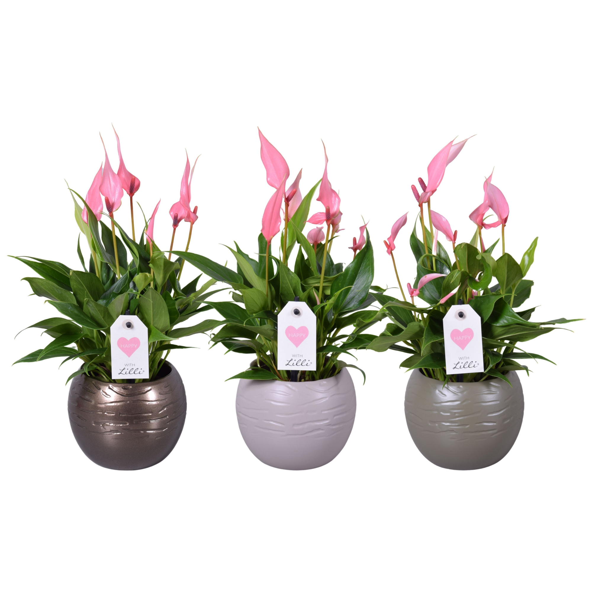 Anthurium Lilli in bolpot, D 10 cm