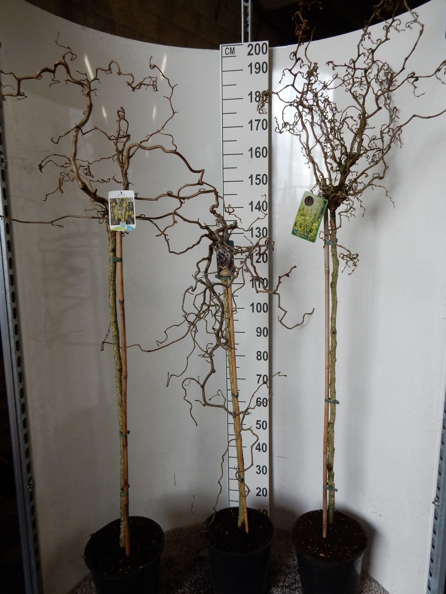 Corylus in cultivars 100 stam 40-50 kroon P28, D 28 cm