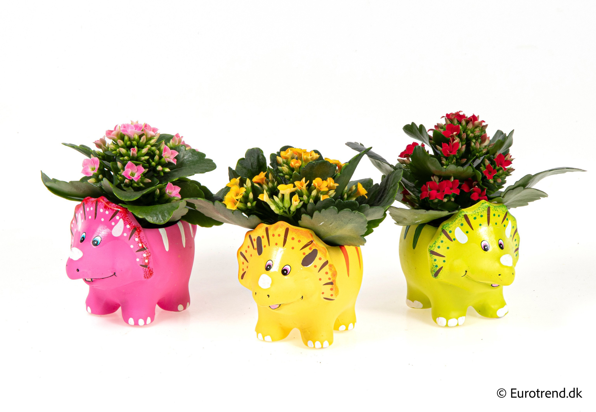 Kalanchoe in Spring, Summer & Autumn ceramic 2026, D 6