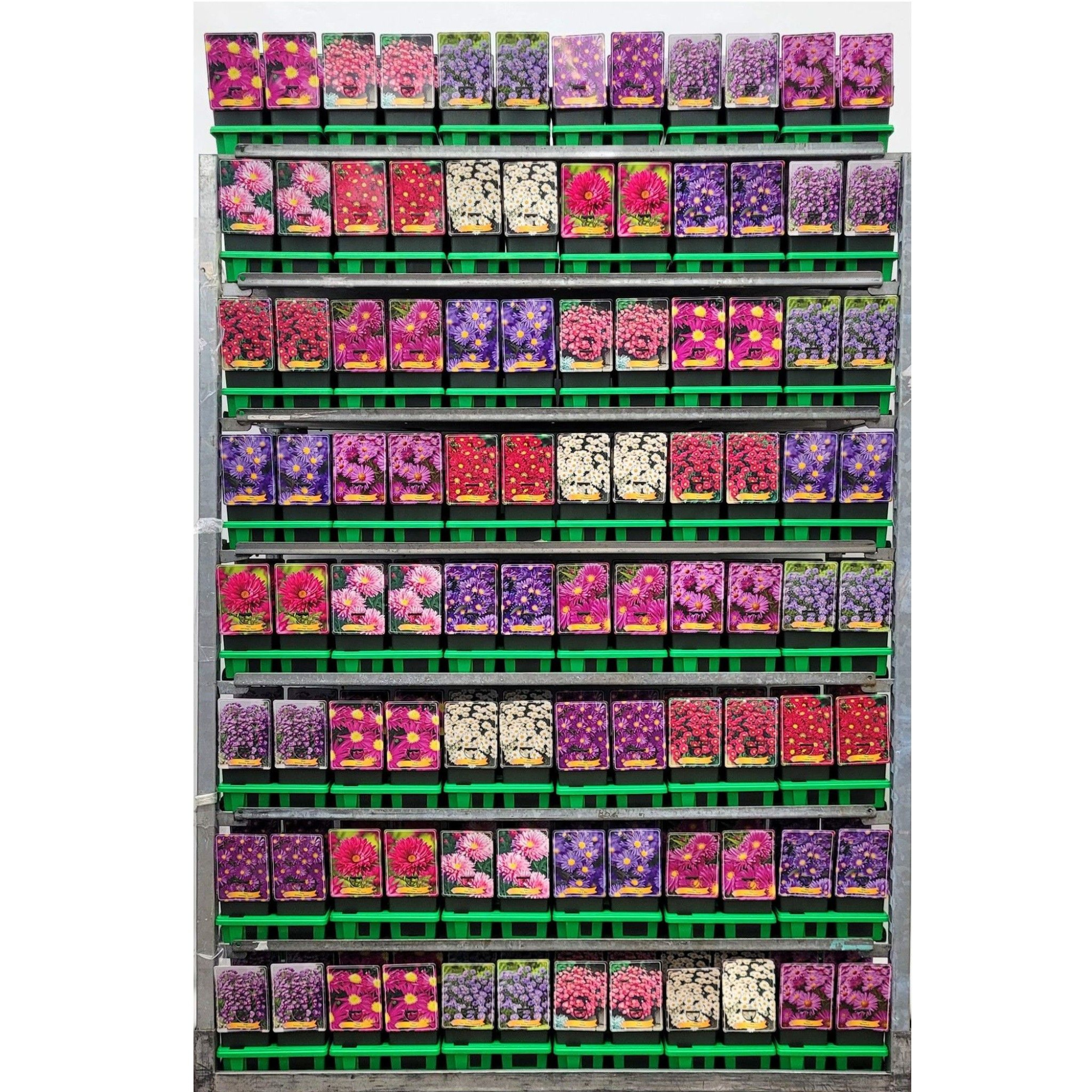 Aster Mix CC P11, D 11 cm