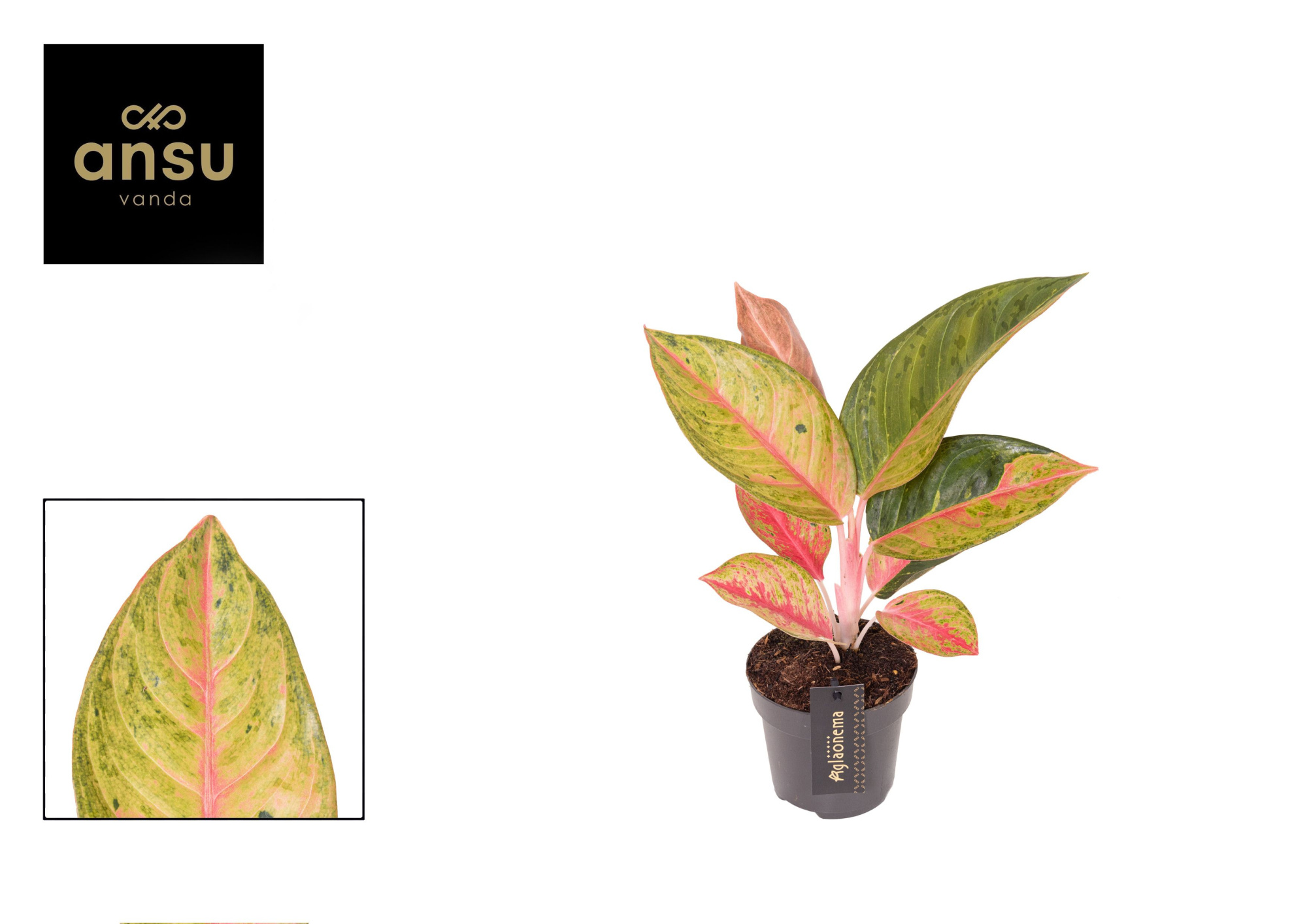 Aglaonema Gala Red, D 12 cm