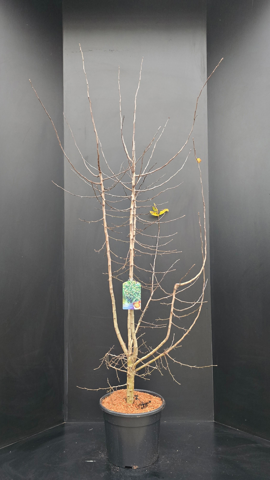 Mespilus germanica, D 34