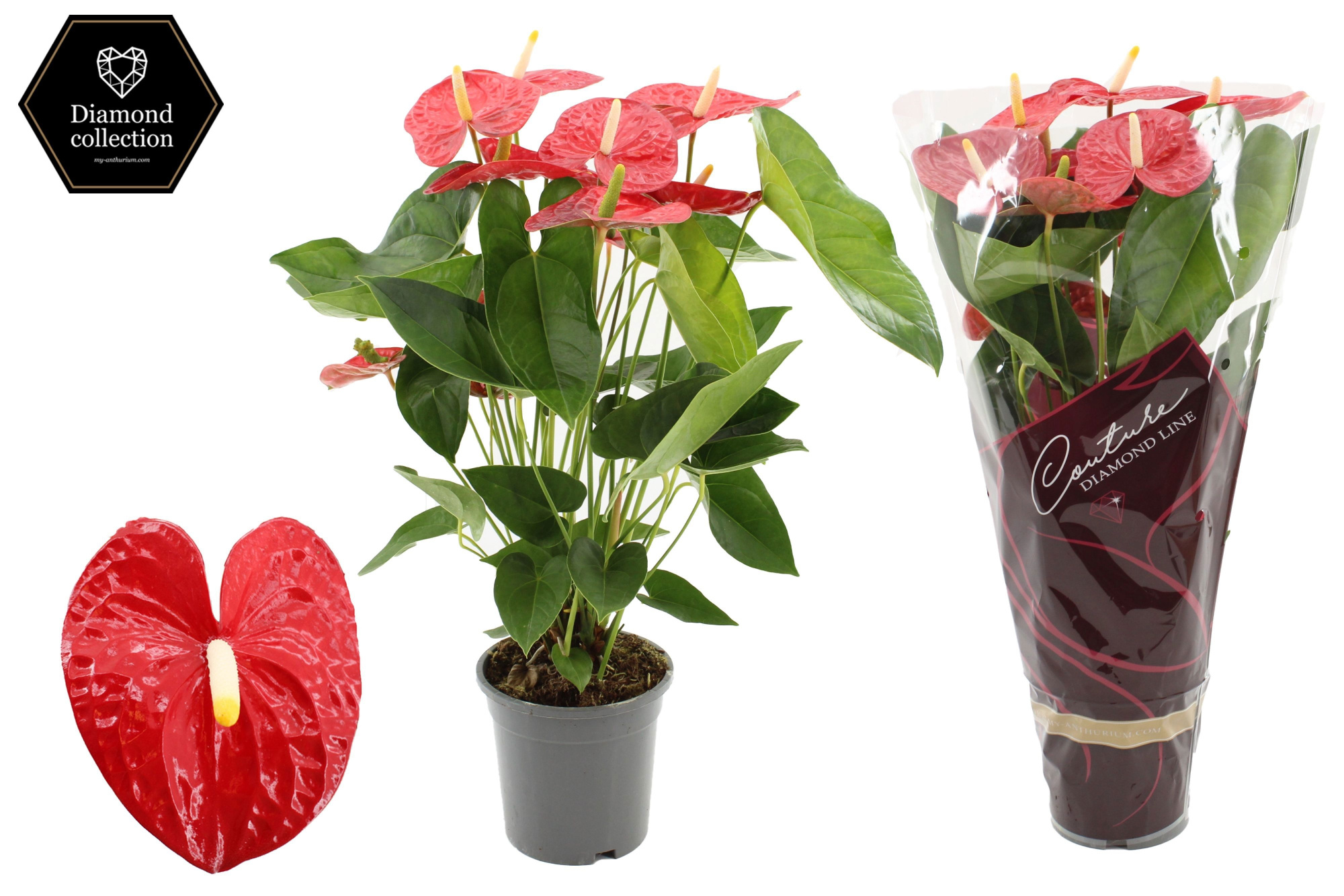 Anthurium Jambo Red in Couture Diamond sleeve, D 17 cm