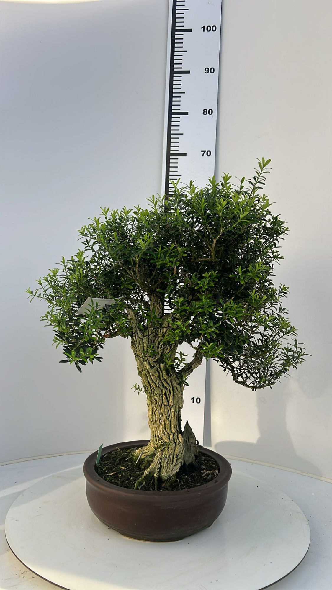 buxus harlandii, pot 26cm, with drip tray (single item), D 26