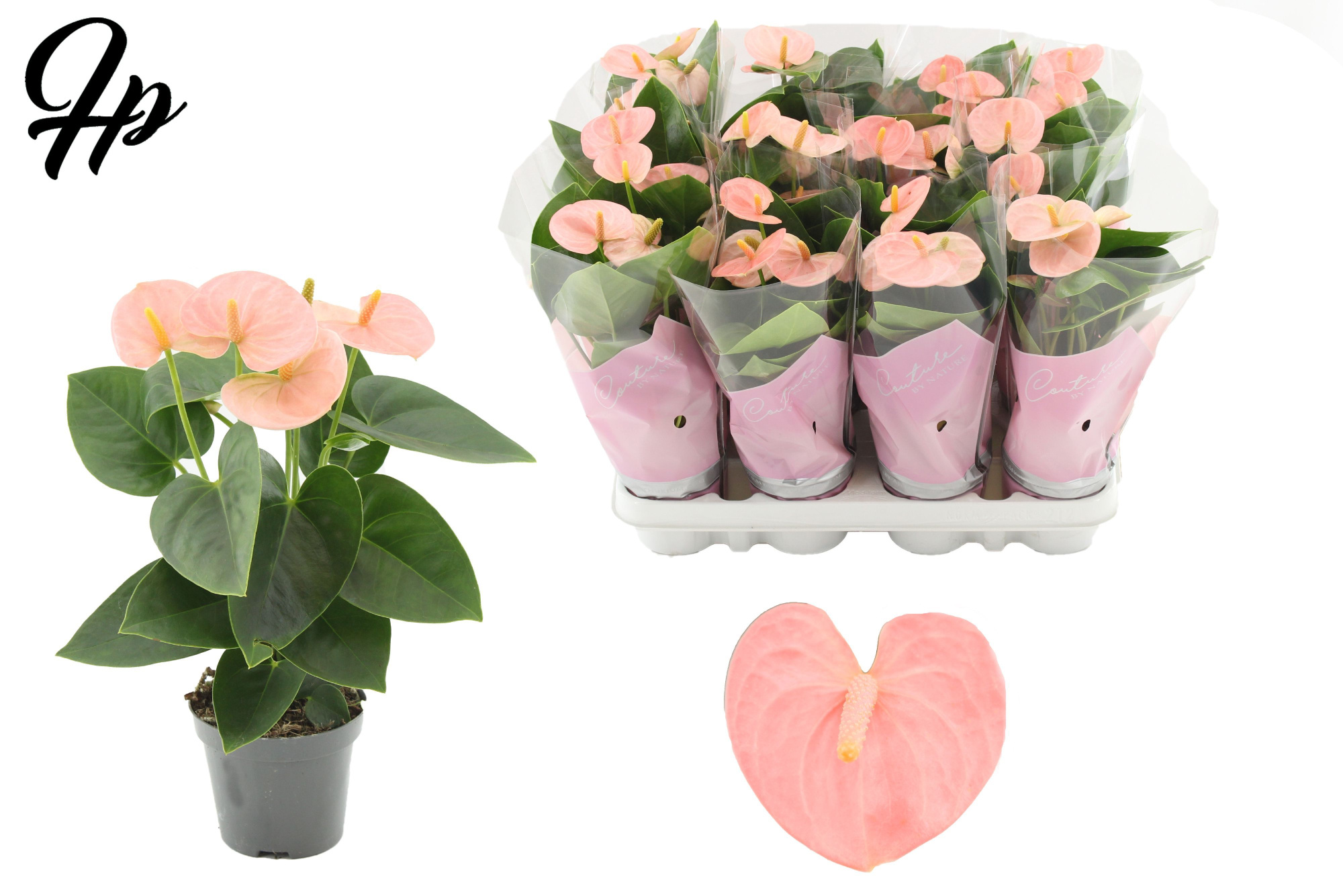 Anthurium Spirit in Couture sleeve, D 9 cm