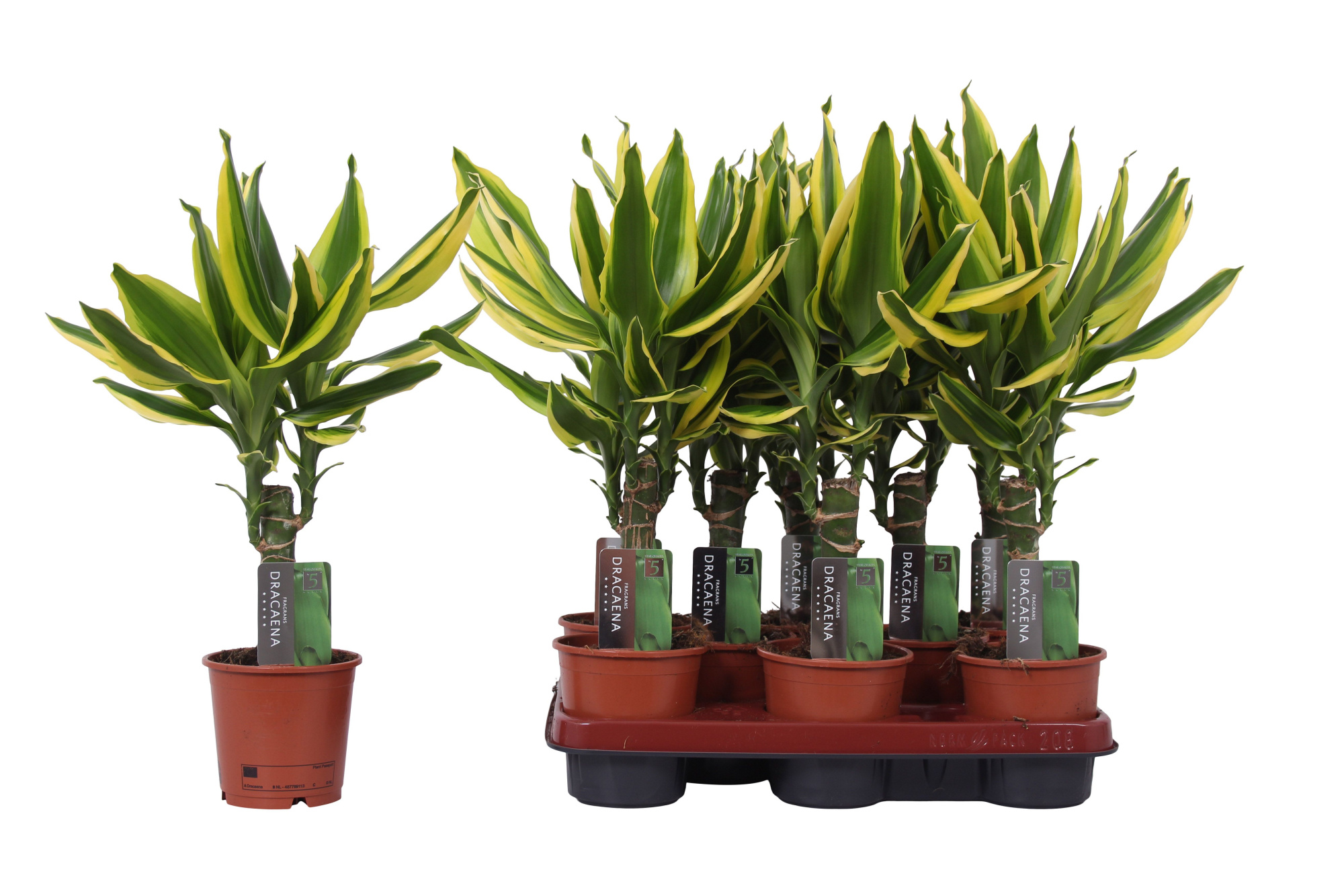 Dracaena Golden King, 11 cm pot, D 11