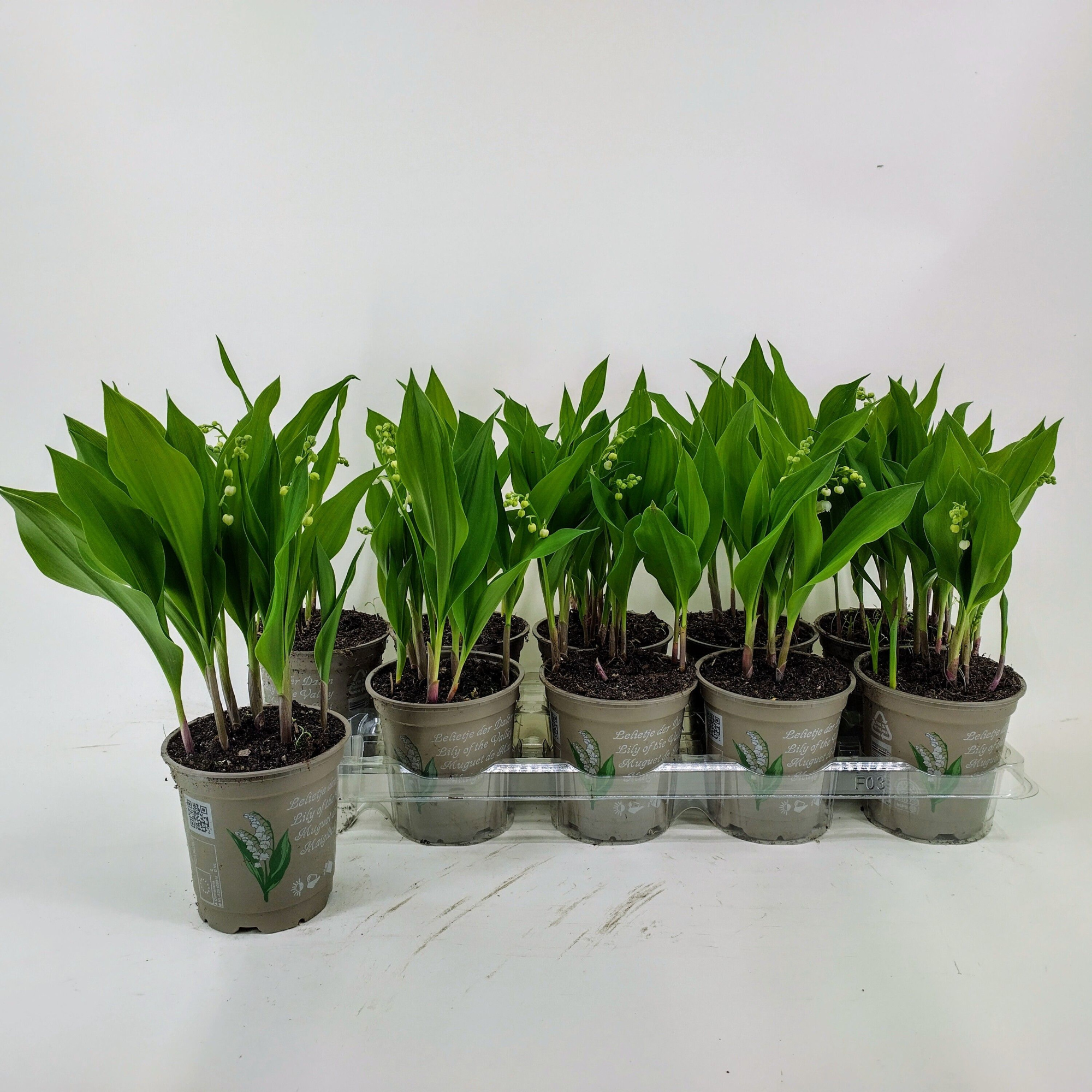 Convallaria majalis 2/3 bloem, D 12