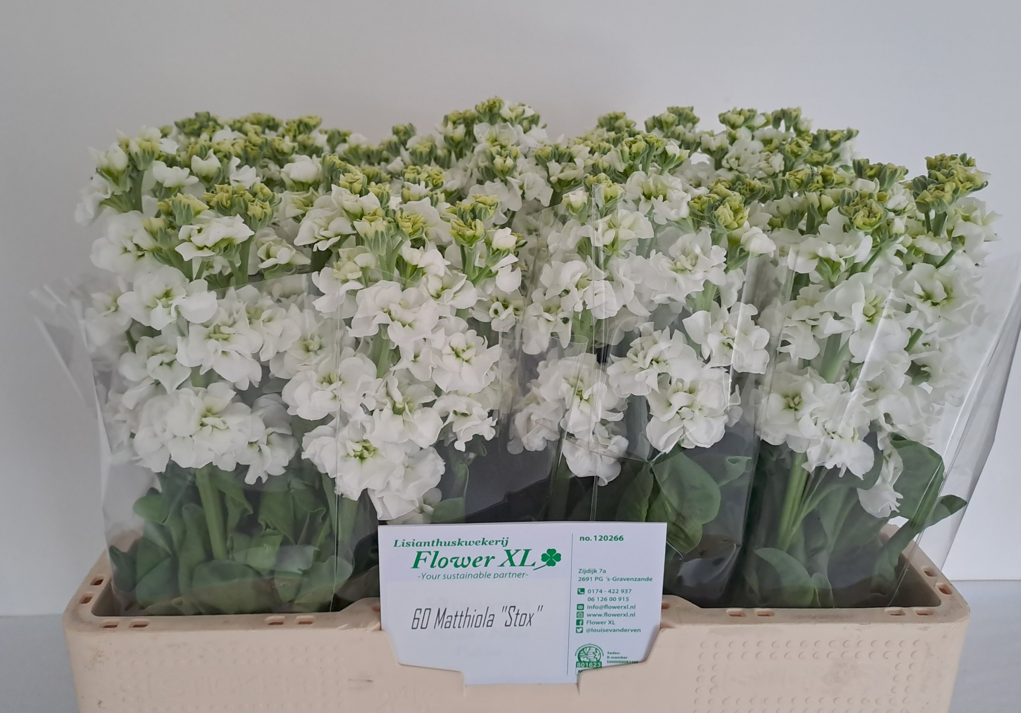 Маттиола од. Импала Вайт 55, шт.