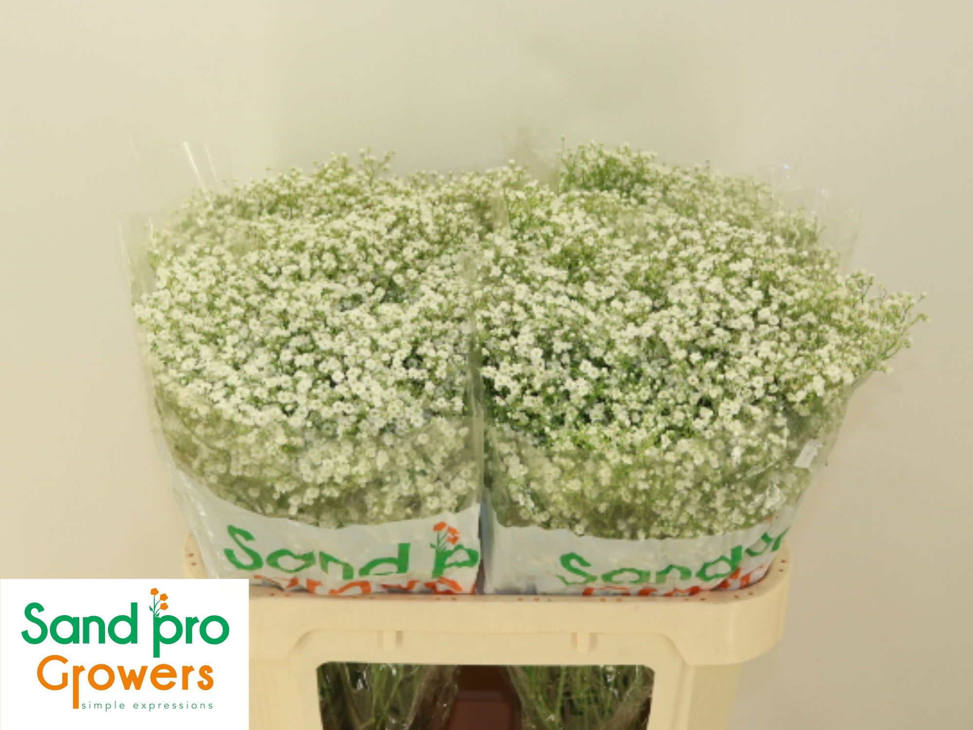 Гипсофила Дискавери 70 (бел.), шт.