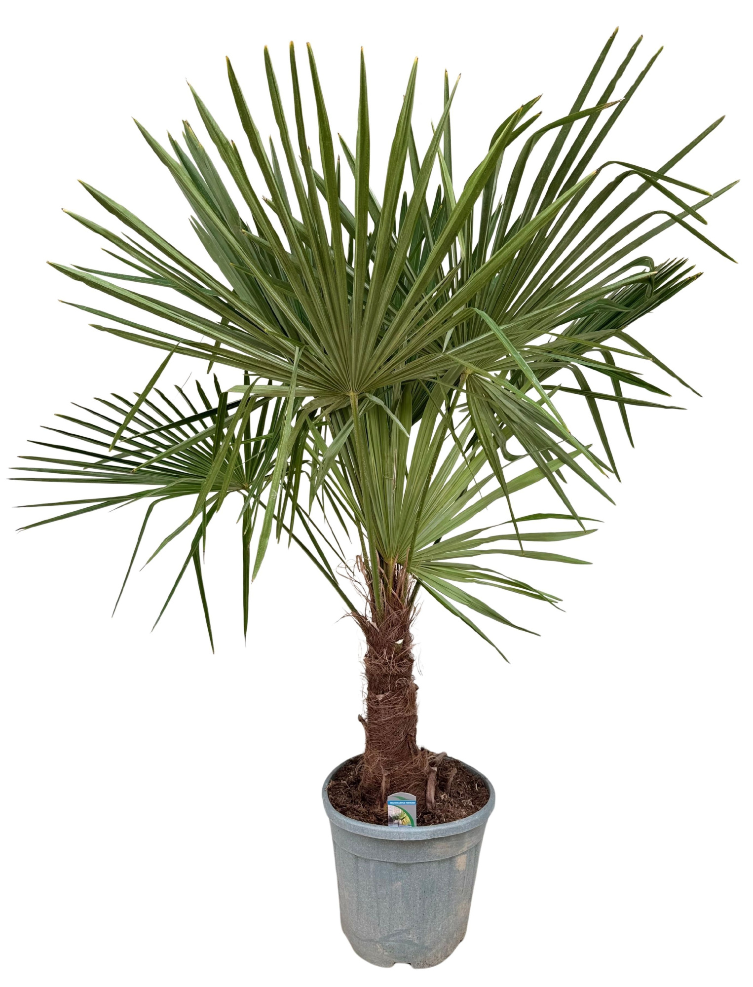 Trachycarpus fortunei P32, D 32 cm