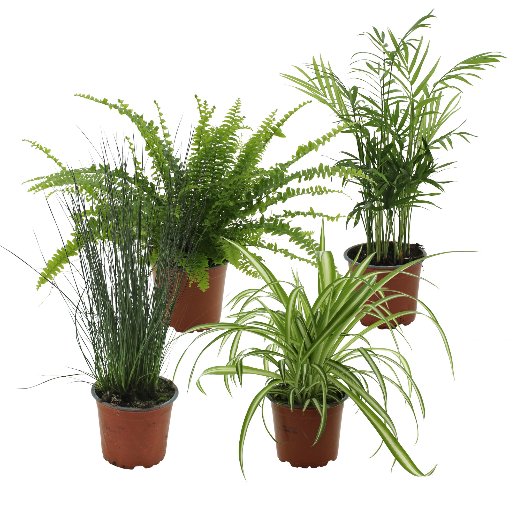 groenmix 4 soorten Chl, Va, Cham en Jun pensil, D 12 cm