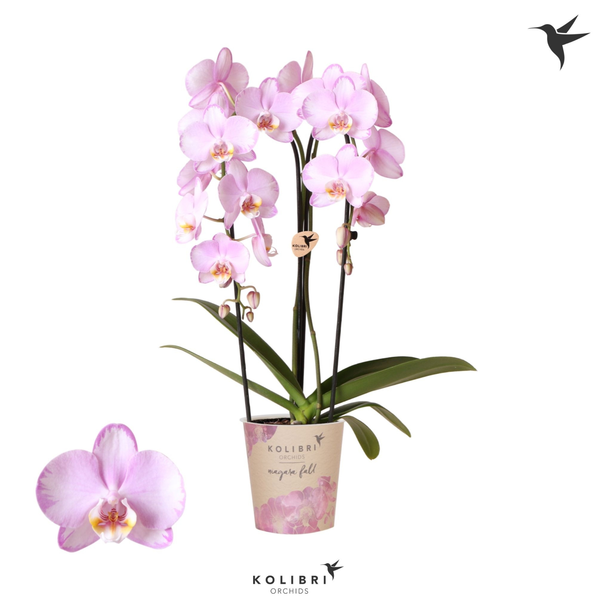 Kolibri Orchids Cascade Niagara Fall pink 2 spike, D 12