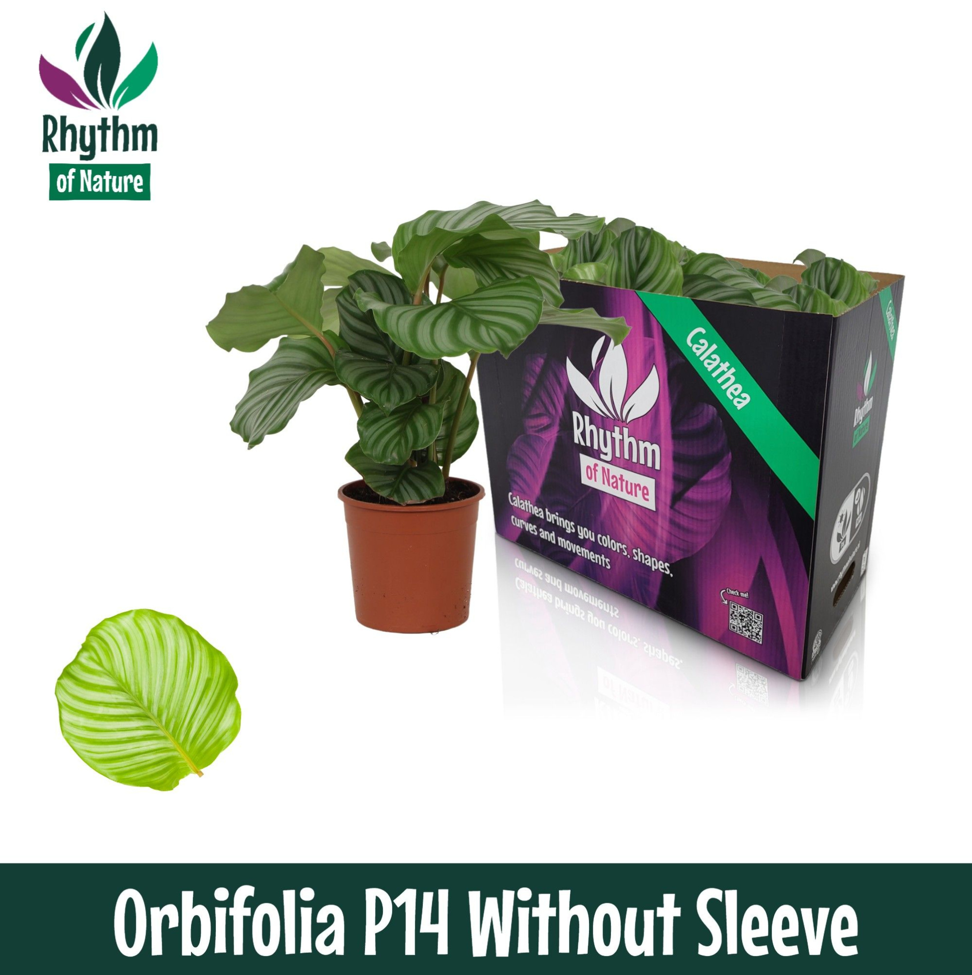 Calathea 14cm Orbiflolia - Rhythm of Nature zonder hoes, D 14