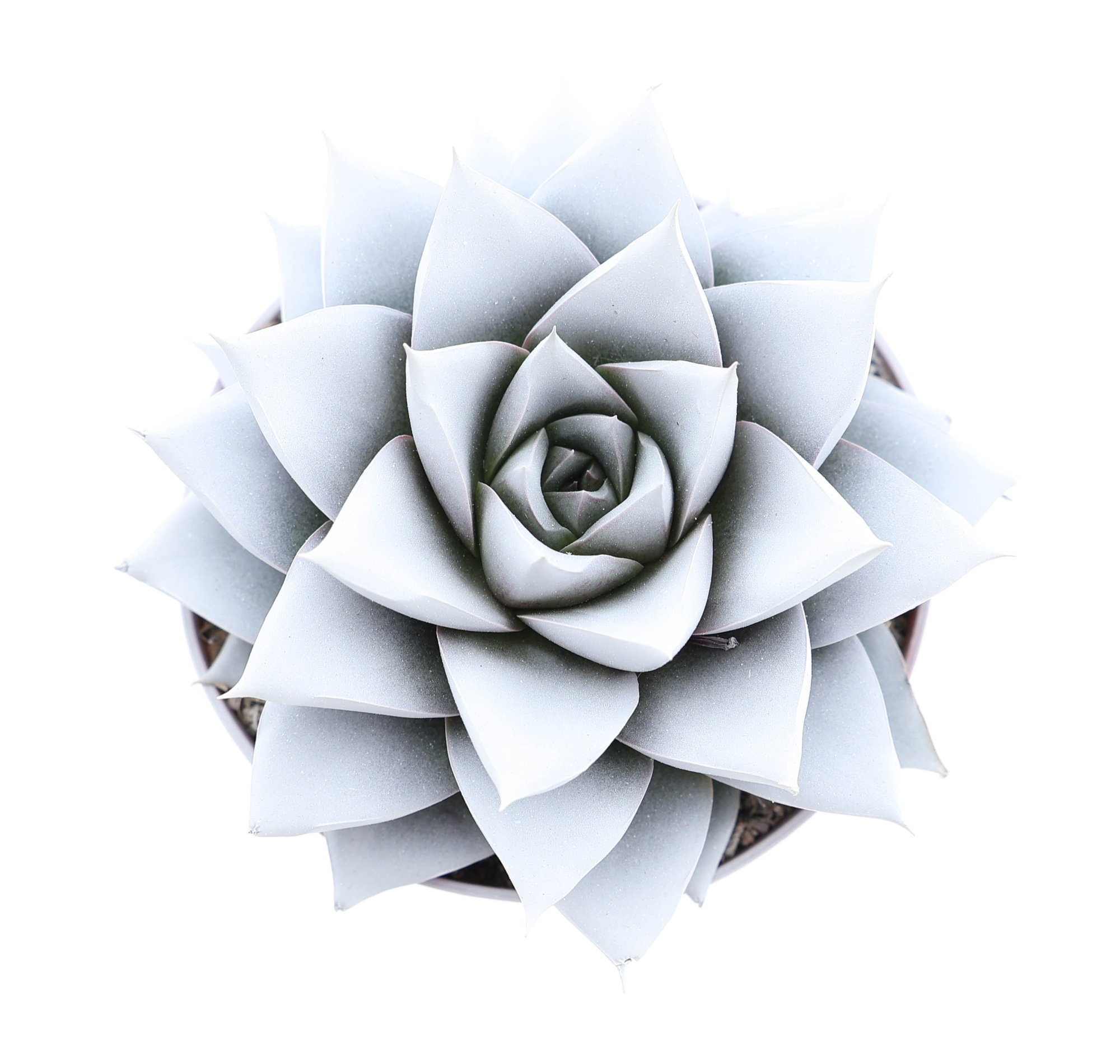 Rainbow purper white, D 8,5 cm