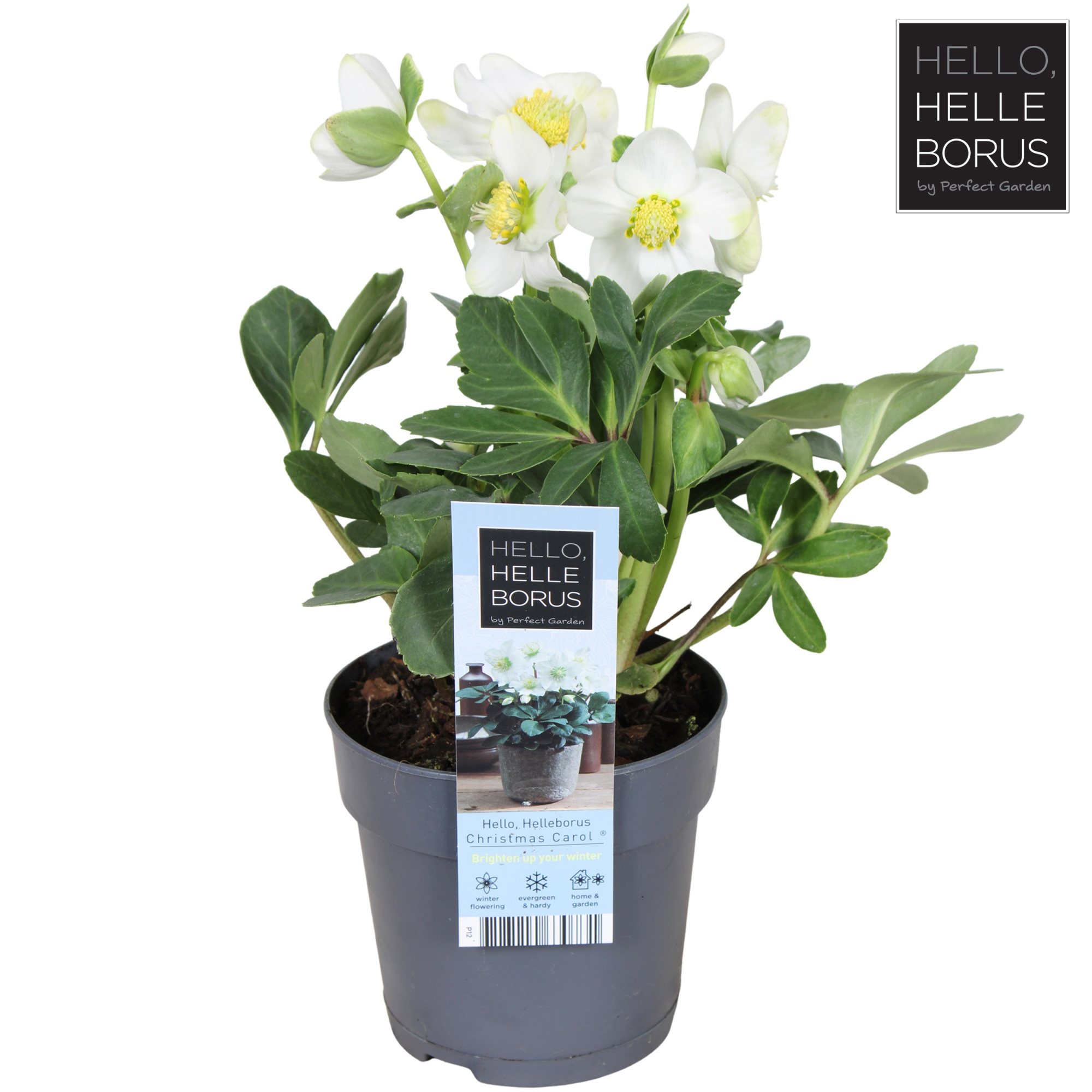 Helleborus niger 'Christmas Carol' P12 (M), D 12 cm