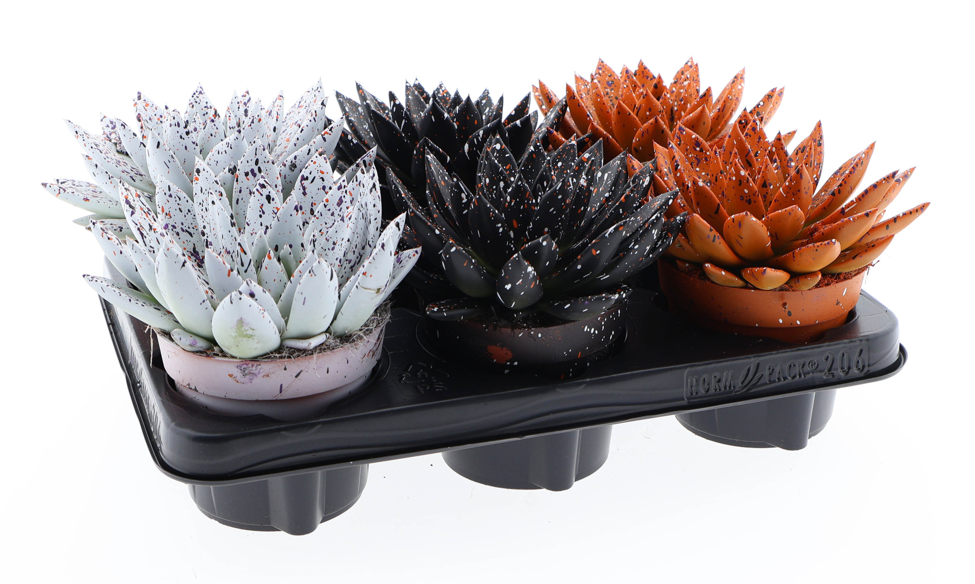 Halloween rainbow sprinkle mix, D 12