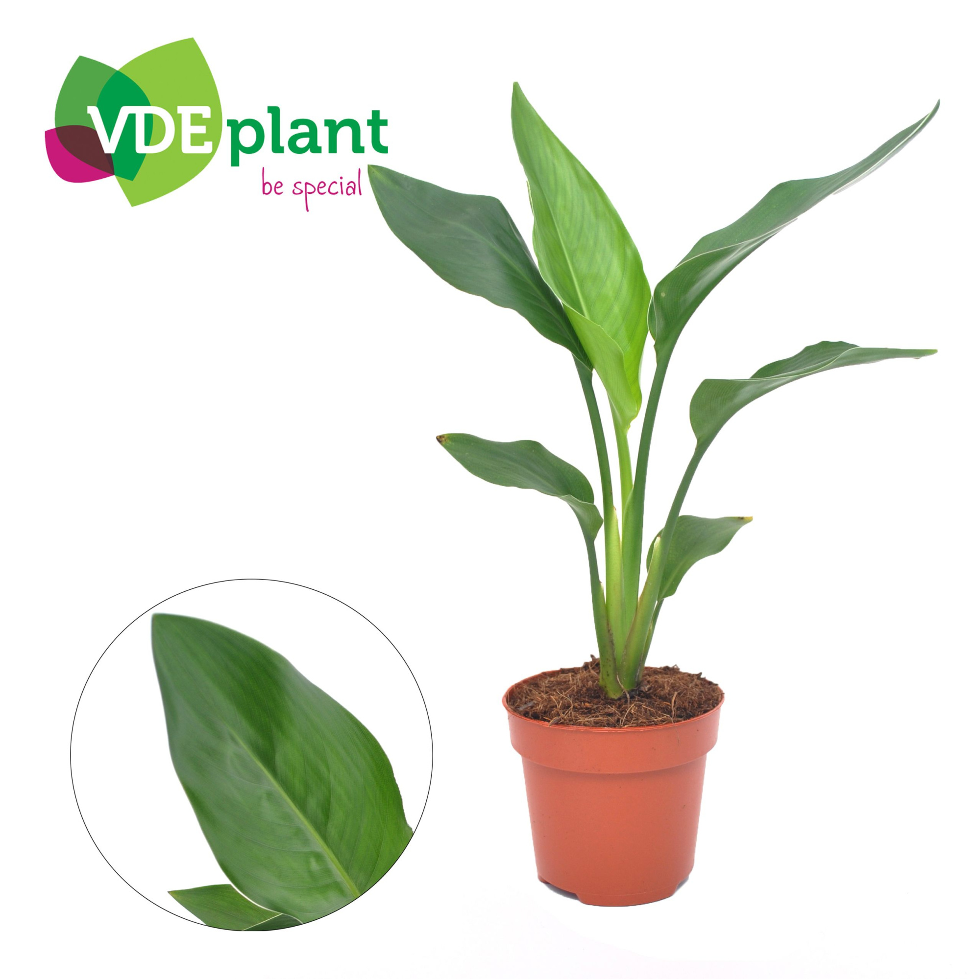 Strelitzia Reginea, D 12