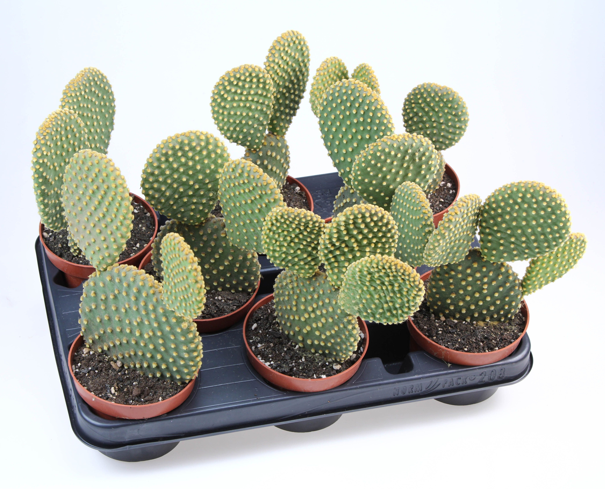 Opuntia Microdasys, D 10,5 cm