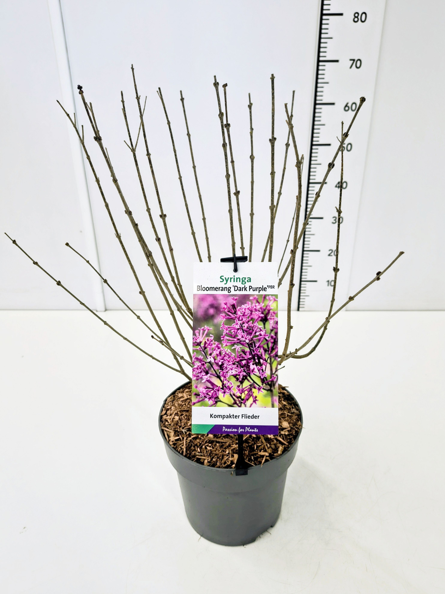 Syringa 'Bloomerang Dark Purple' 50-60C5, D 23
