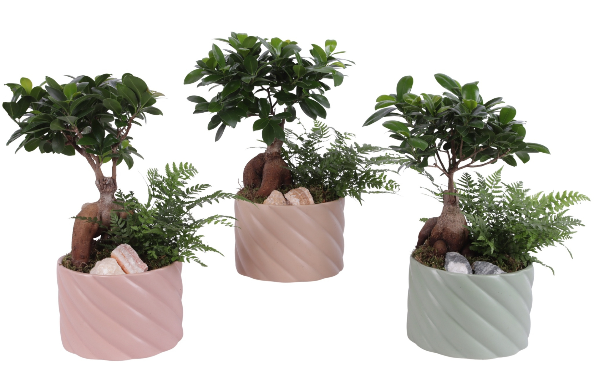 Yearround Arr. Indoor Ceramic Soft Elegance SE661 Ø17cm 2PP, D 17