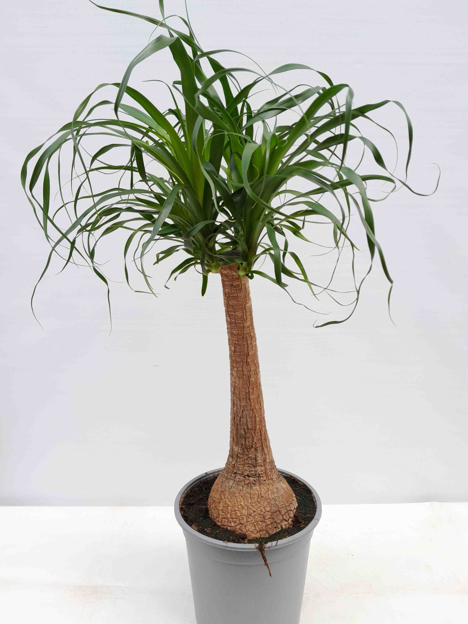 BEAUCARNEA RECURVATA, D 24 cm