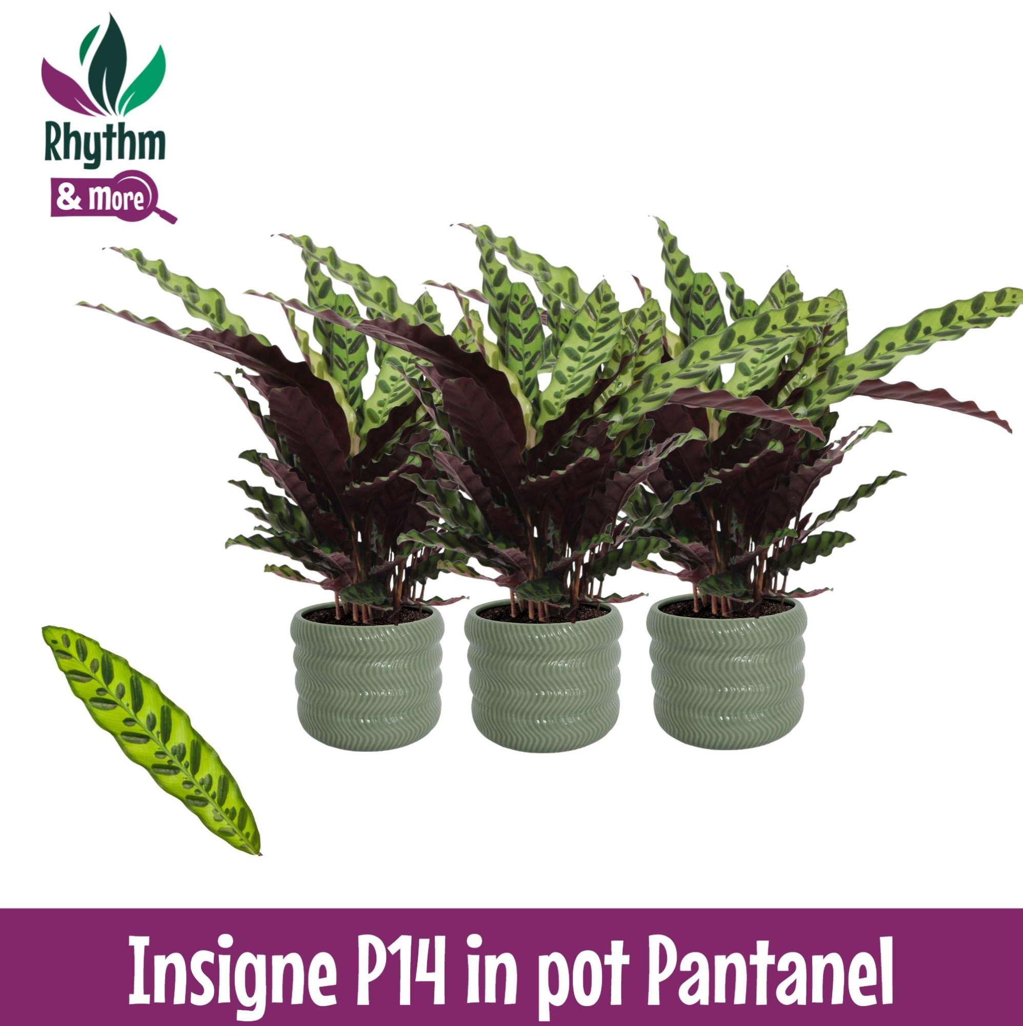 Calathea 14cm Insigne in Pantanel Keramiek - Rhythm & More, D 14 cm