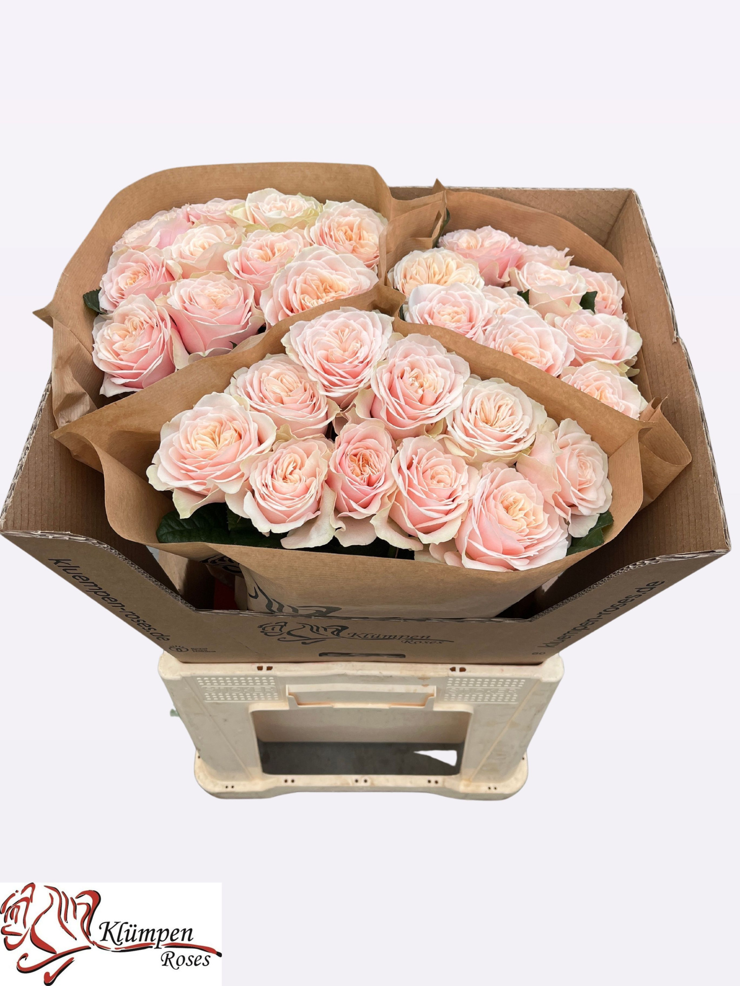 Роза од. Лав Фотнейн 60, шт.