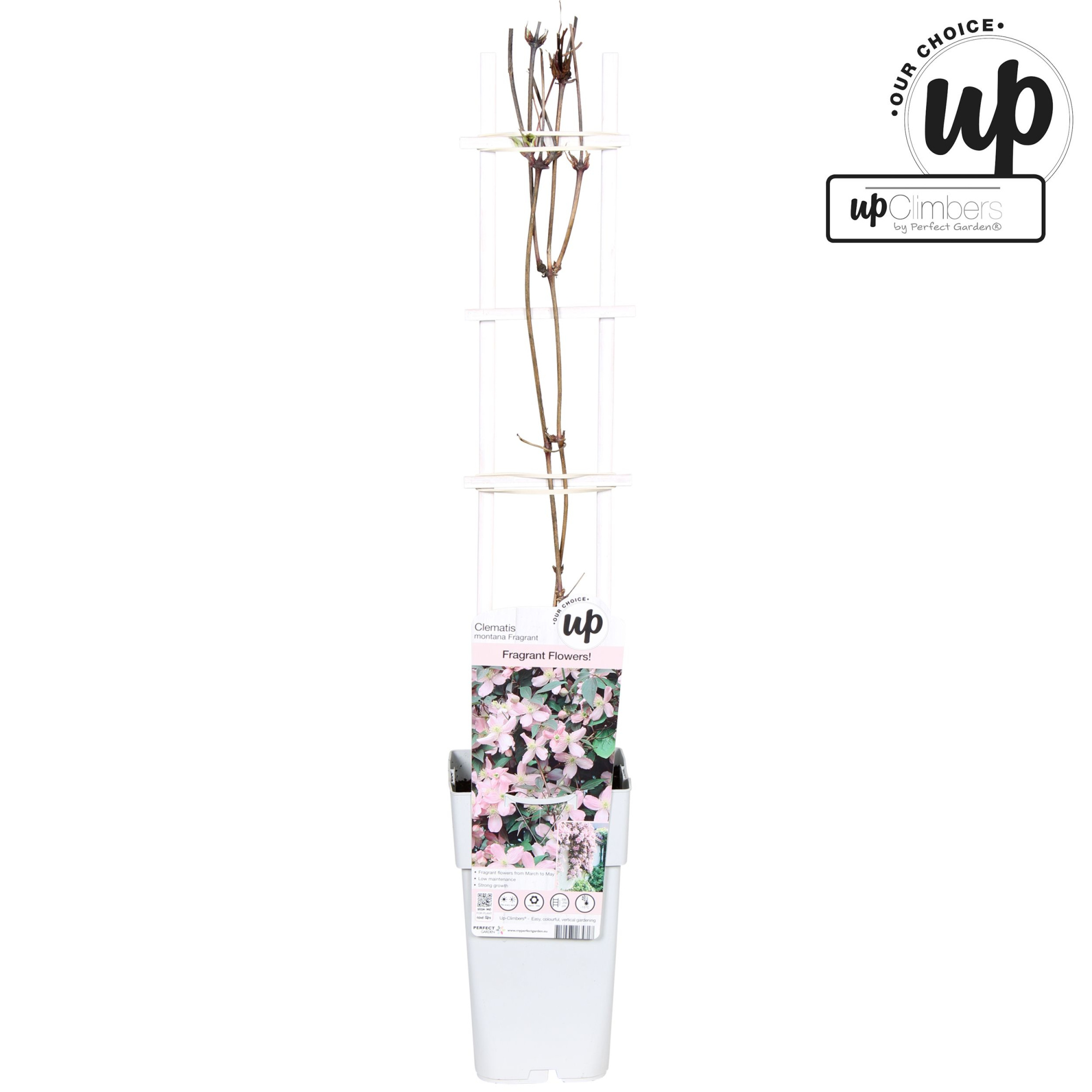 Clematis Montana Fragrant P15, D 15