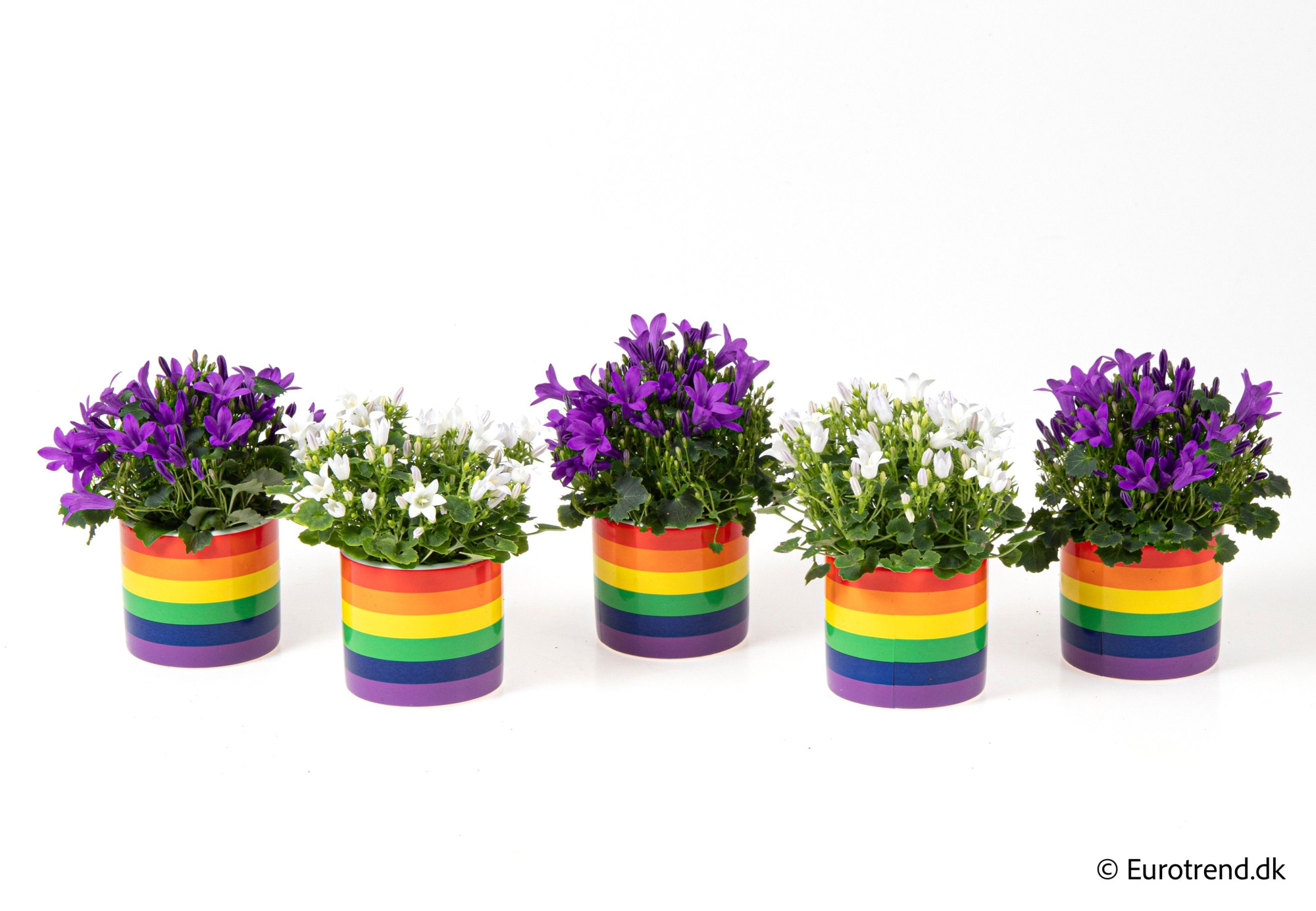 Campanula in pride ceramic - Spring, Summer & Autumn 2025, D 6 cm