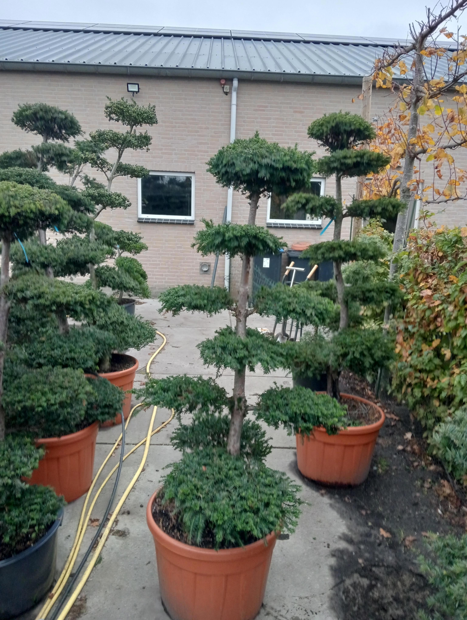 Taxus baccata --bonsai 170 cm, D 60