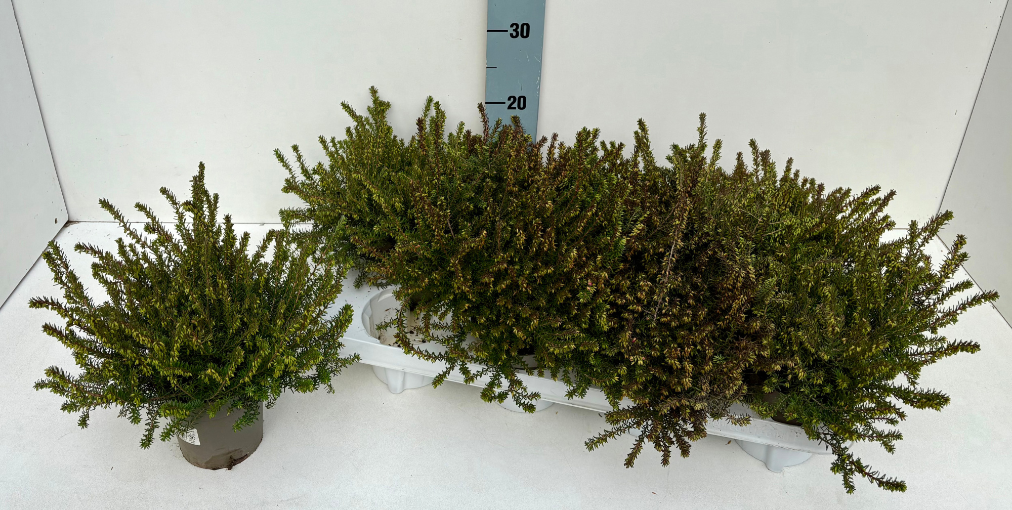 Erica Darleyensis Salmon Princess 11T, D 11 cm