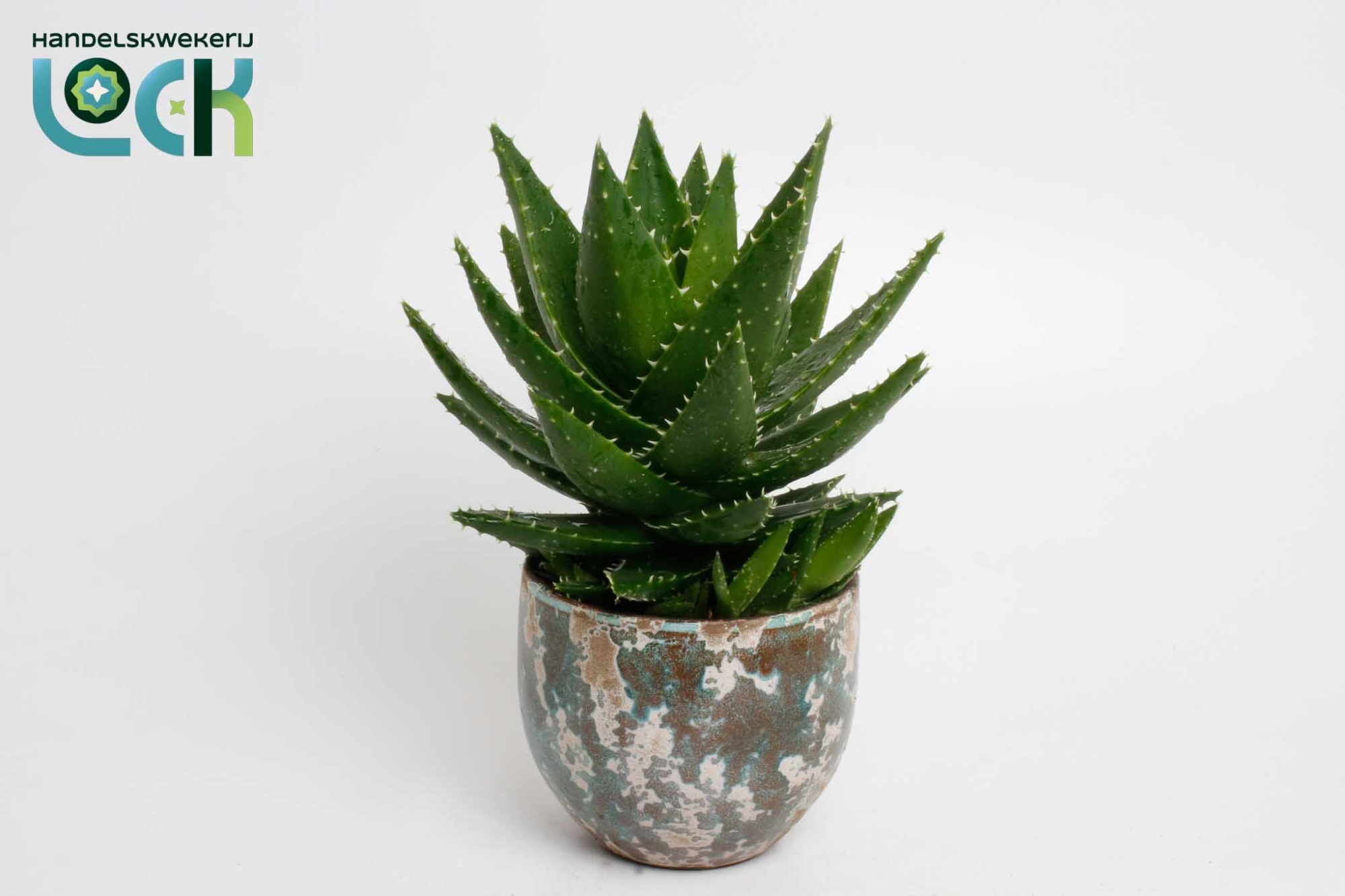 Aloë mitriformis in groene luuk pot, D 14